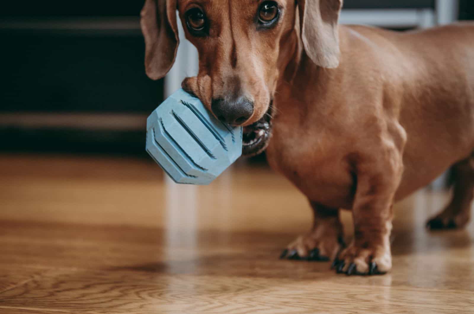 dachshund puppy holding blue toy ball inviting owner to play
