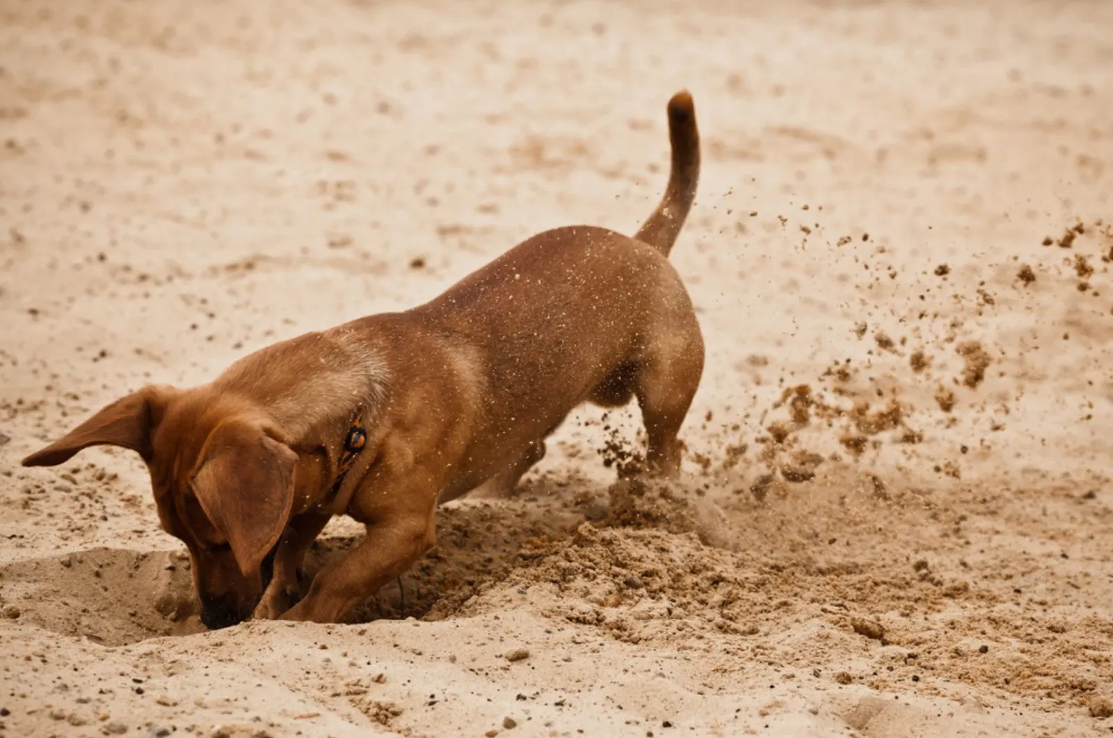 dachshund puppy is digging hole in the sand