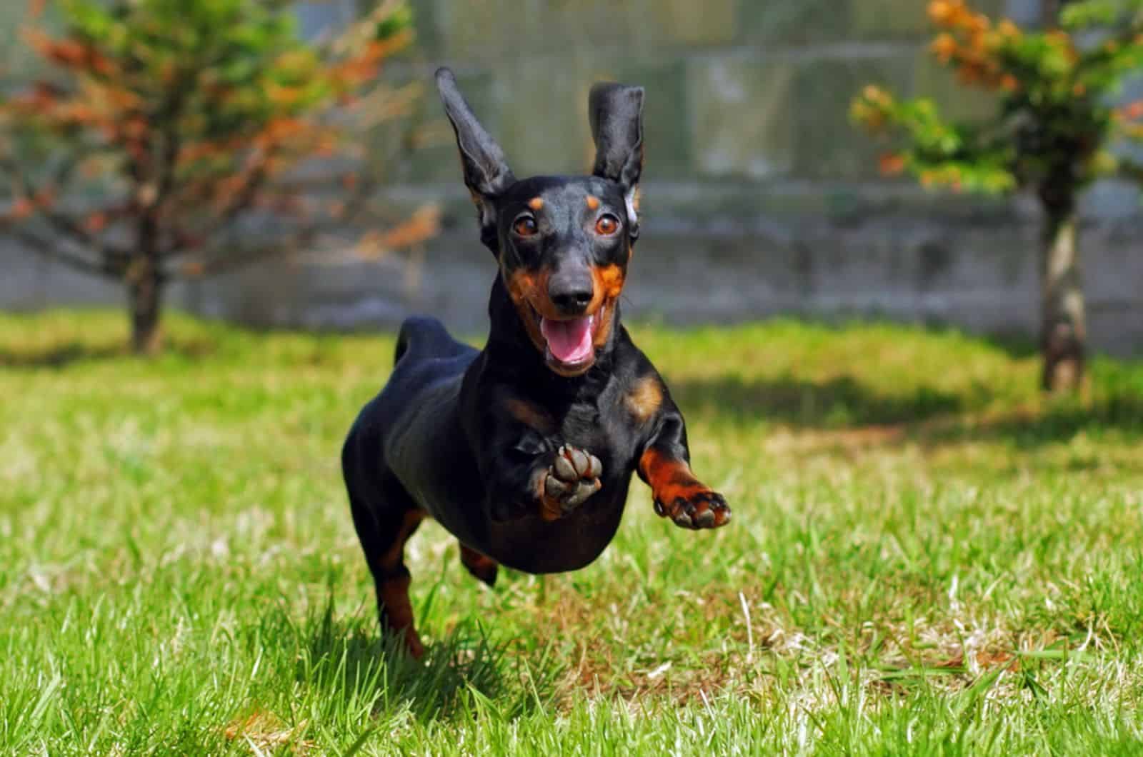 dachshund running and jumping in the yard