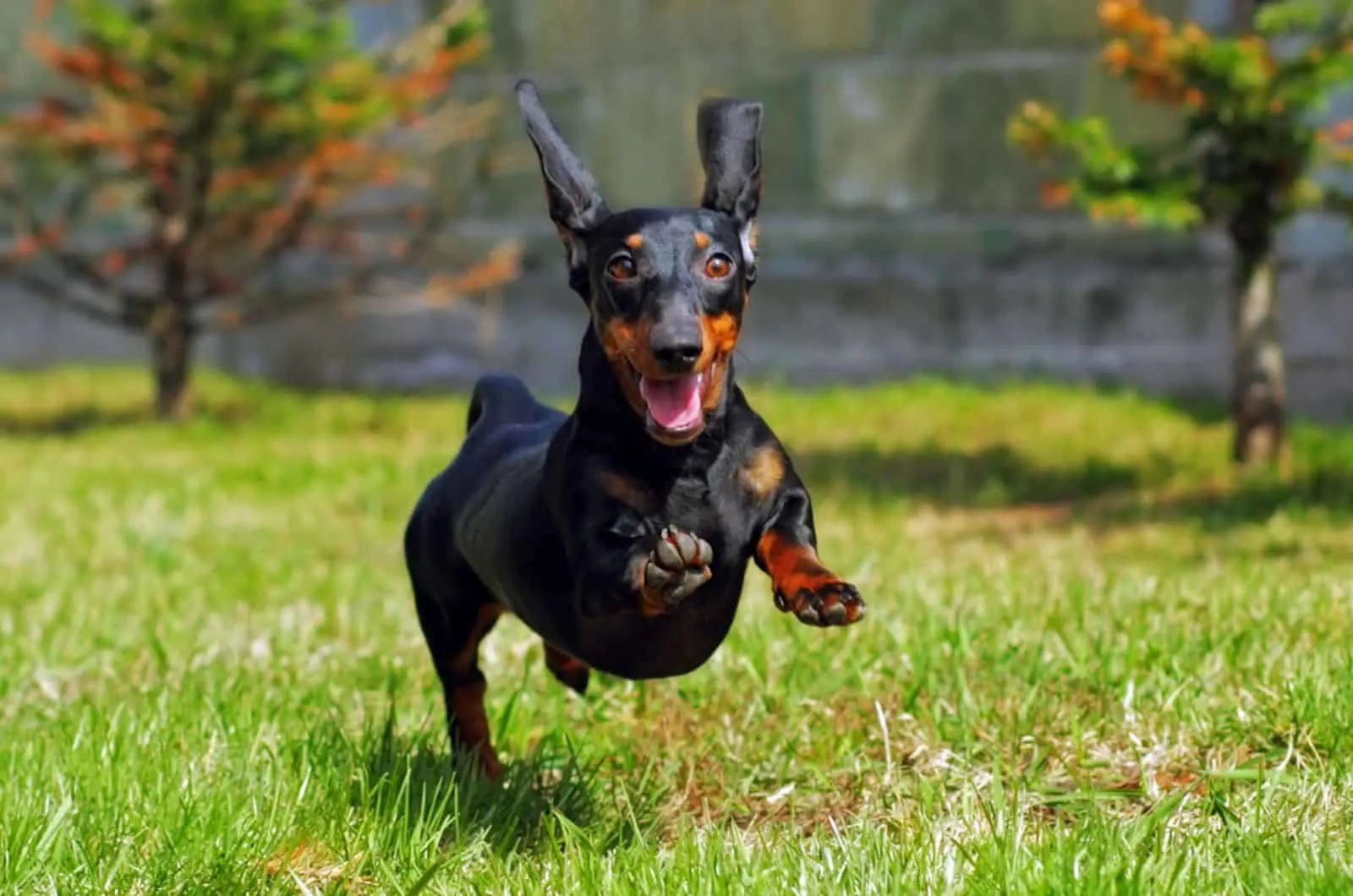 dachshund running and jumping in the yard