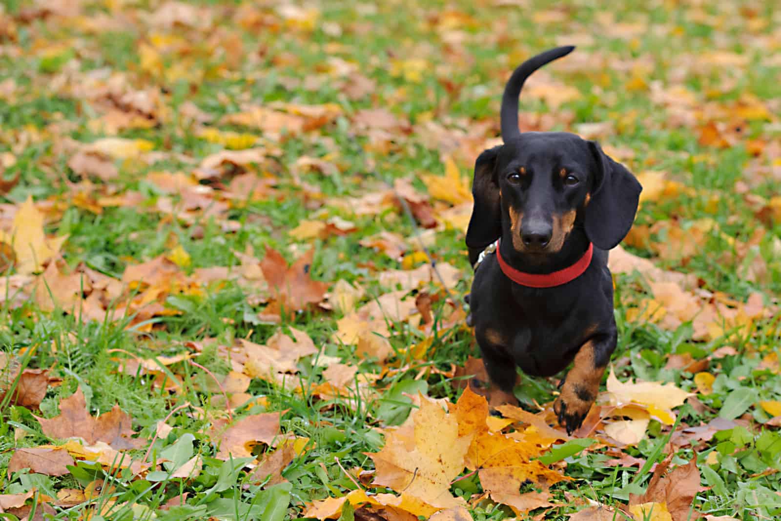 dachshund walking in park