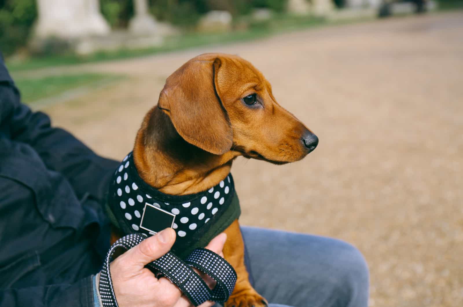dachshund wearing polka dot harness