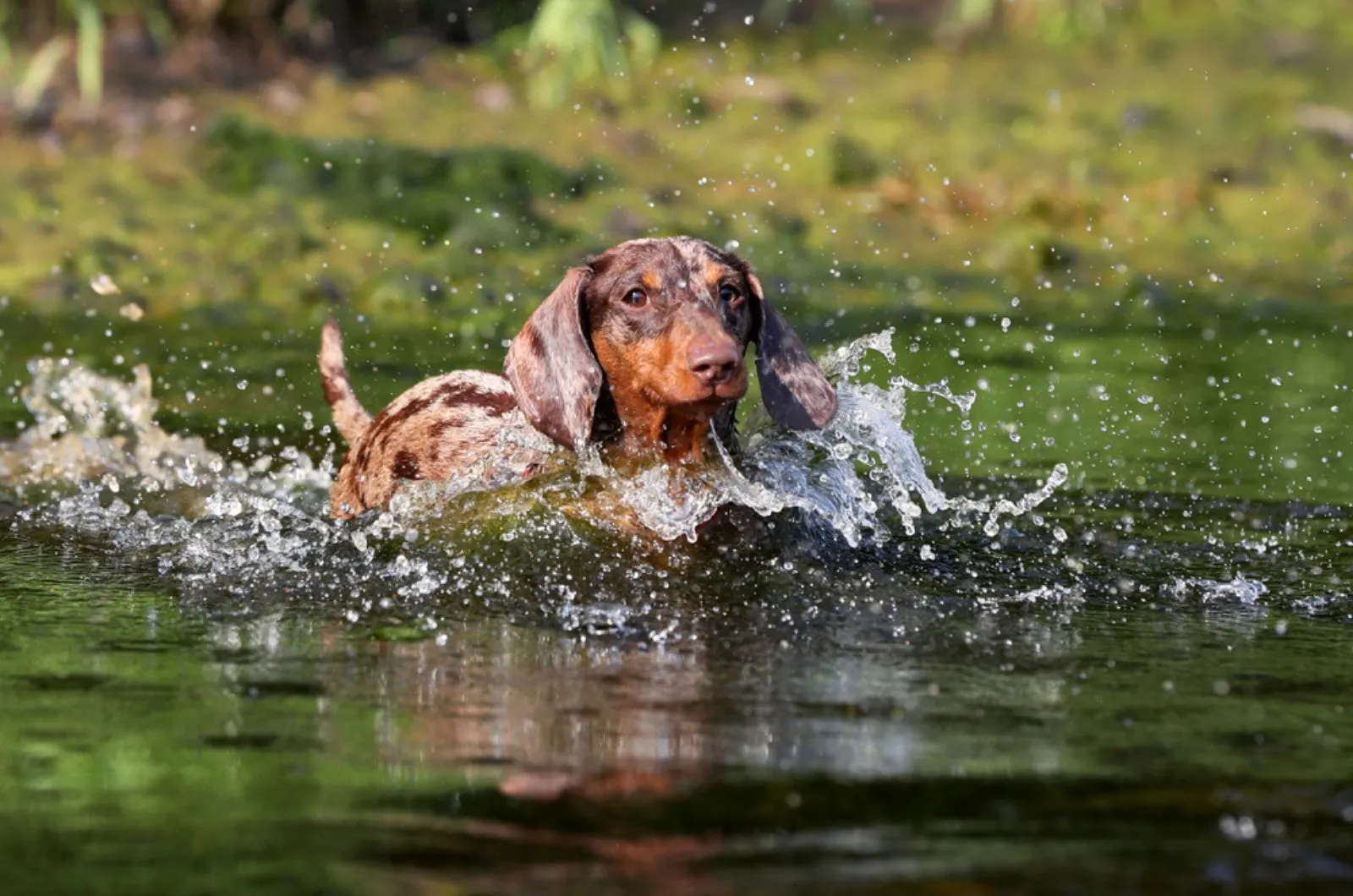 dachshund playing in the water