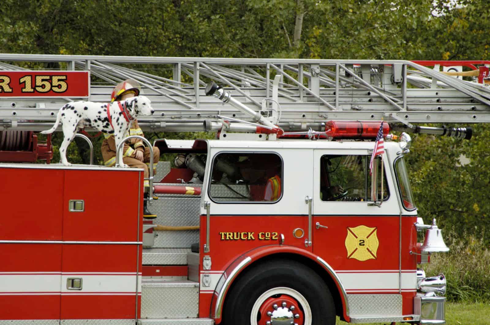 dalmatian dog on fire truck during a fire muster parade