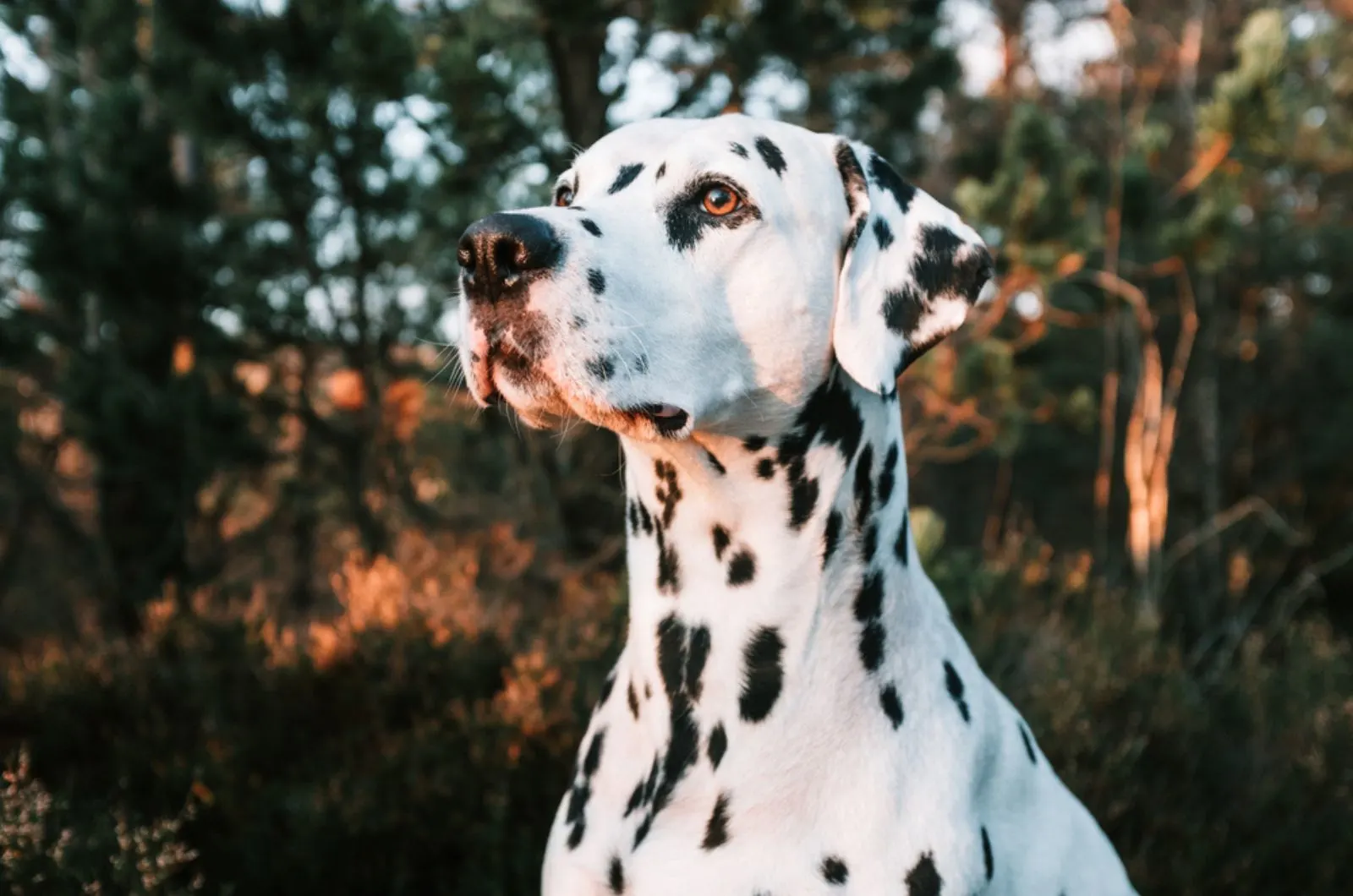 dalmatian dog standing in forest during sunset