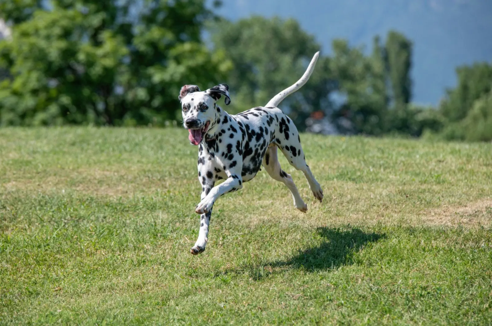 dalmatian dog running on the grass