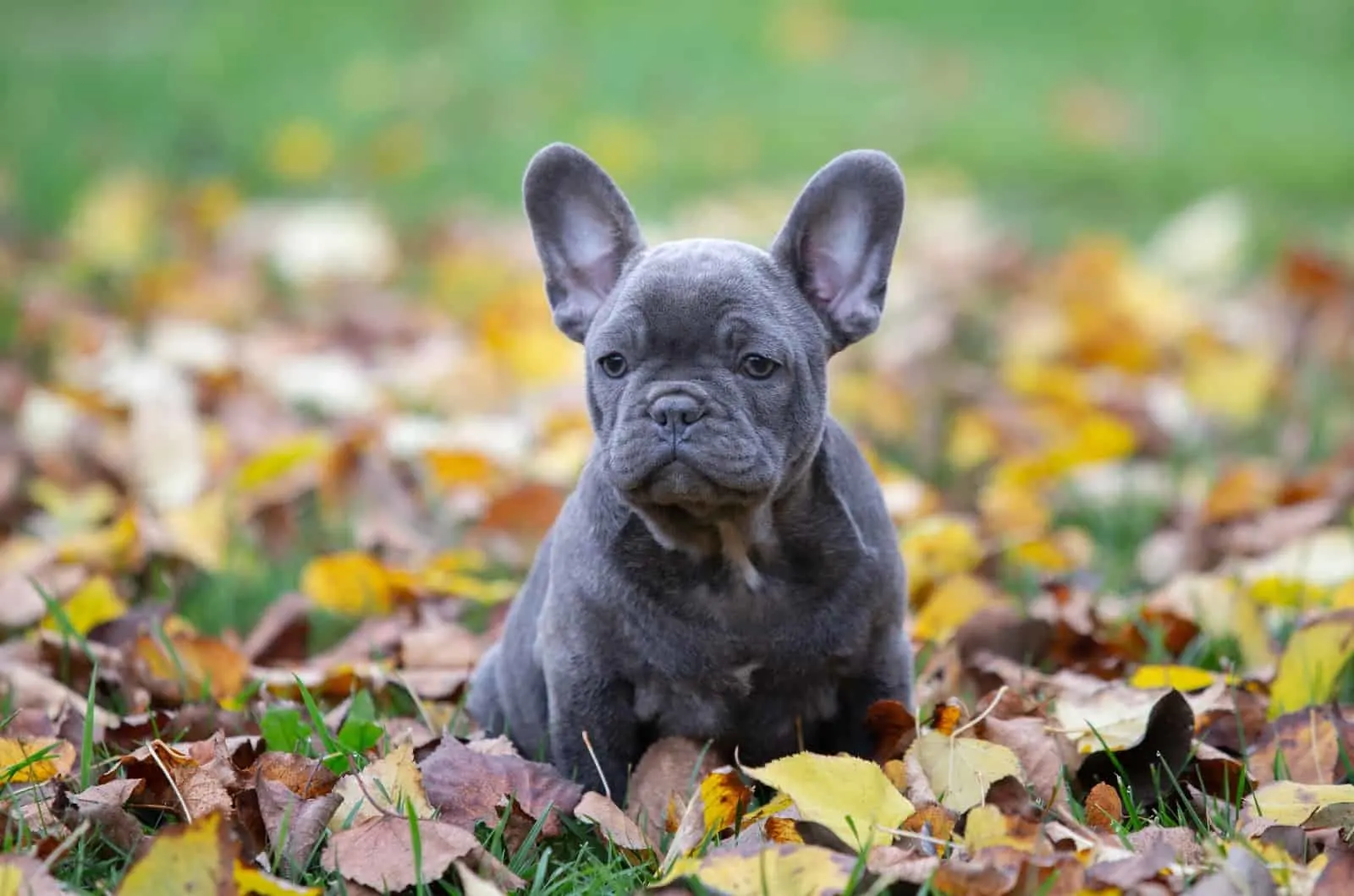 dark blue french Bulldog puppy