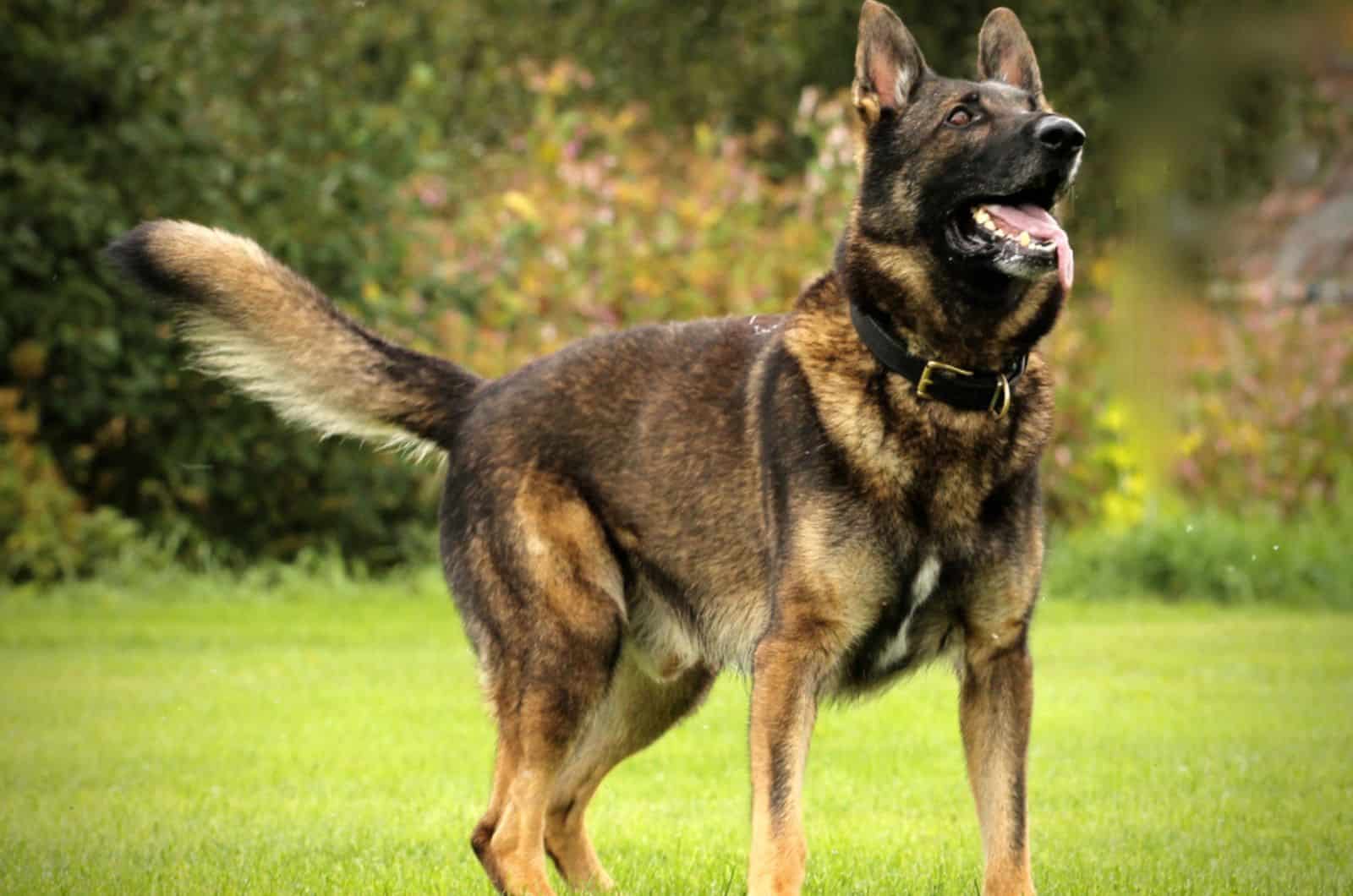 dark sable german shepherd in the park