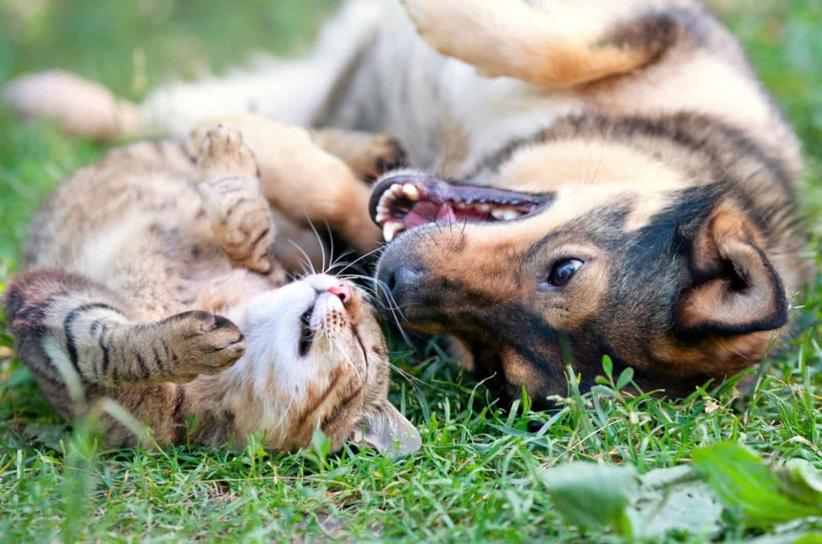 dog and cat playing together on the grass