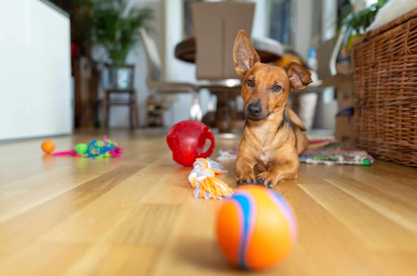 dog at home in the living room playing with his toys