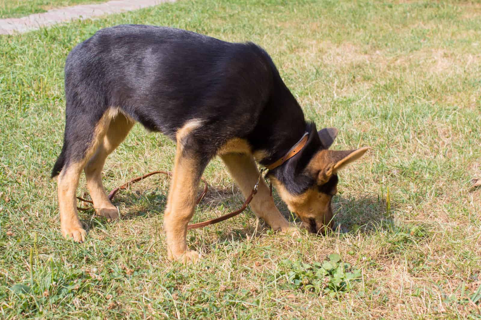 dog breed German shepherd sniffing the grass tracks