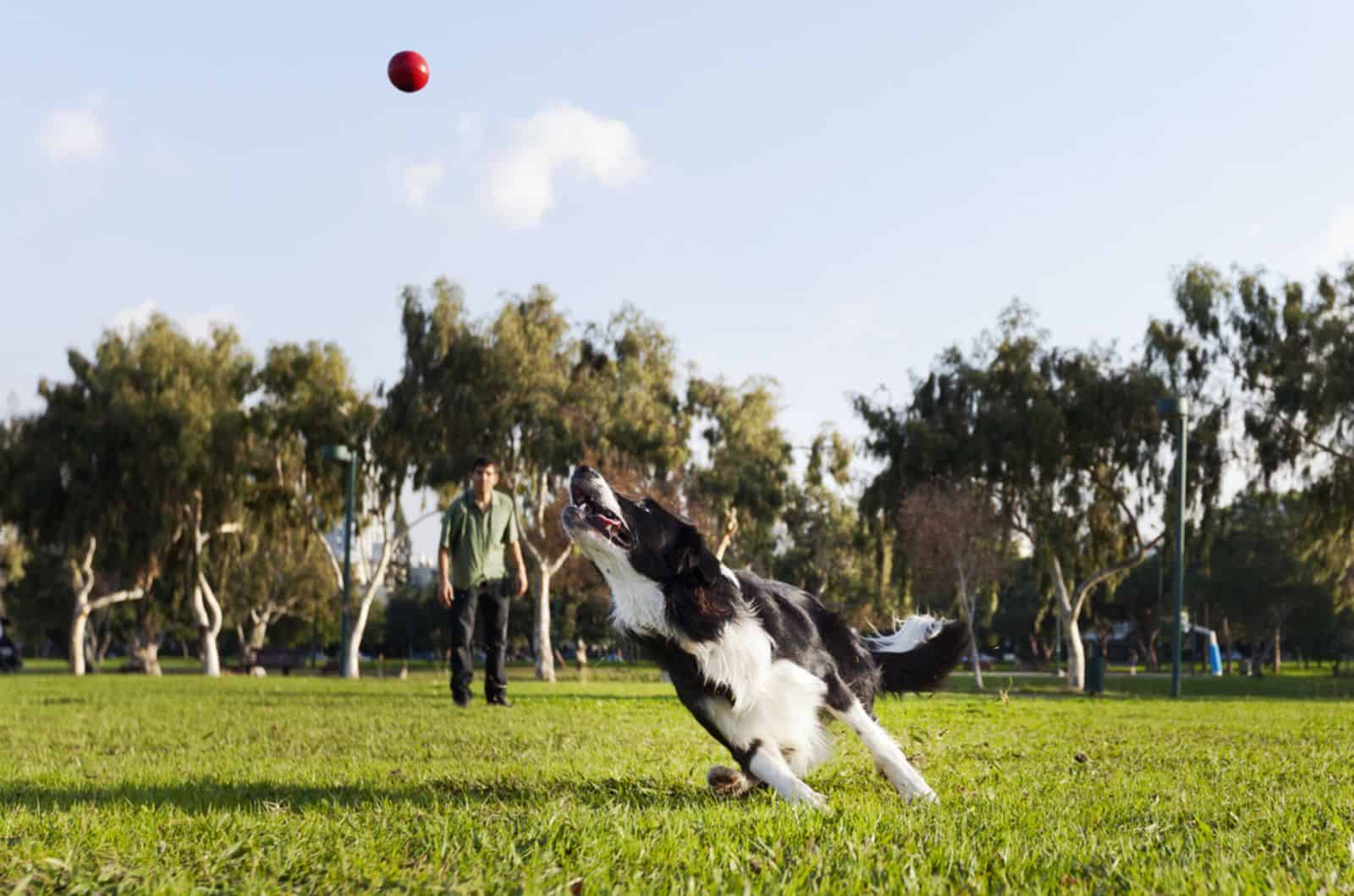 dog catching a ball while his owner looking at him