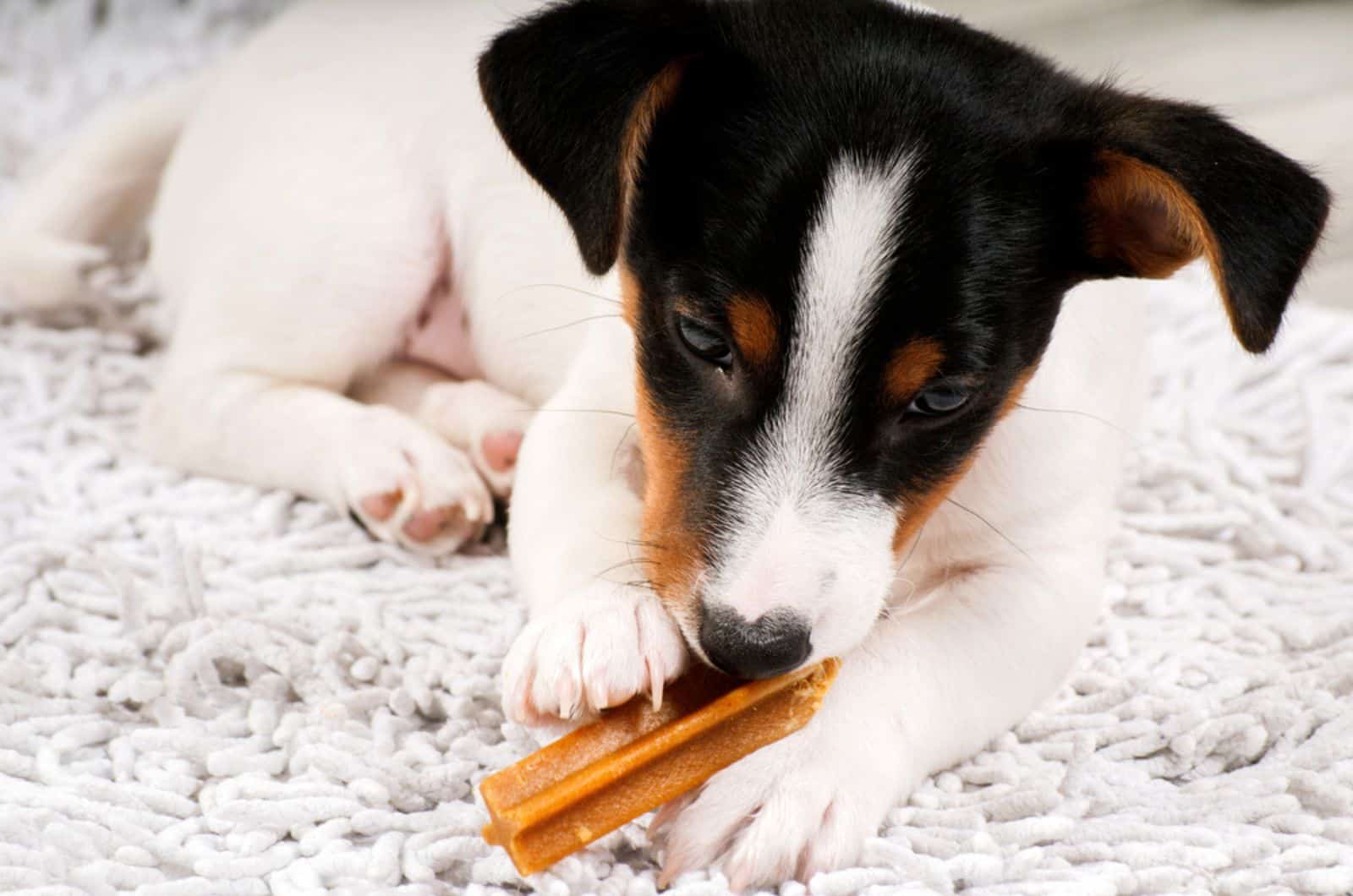 dog eating a treat on the carpet