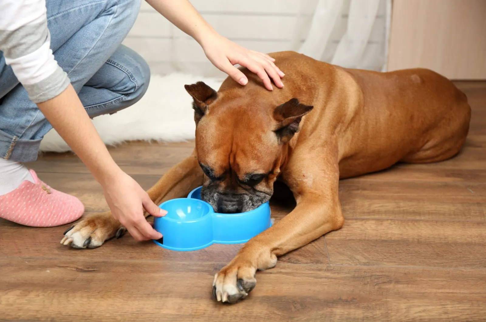 dog eating from a bowl while woman cuddling him