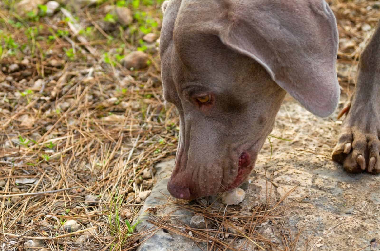 dog eating small rocks in the garden
