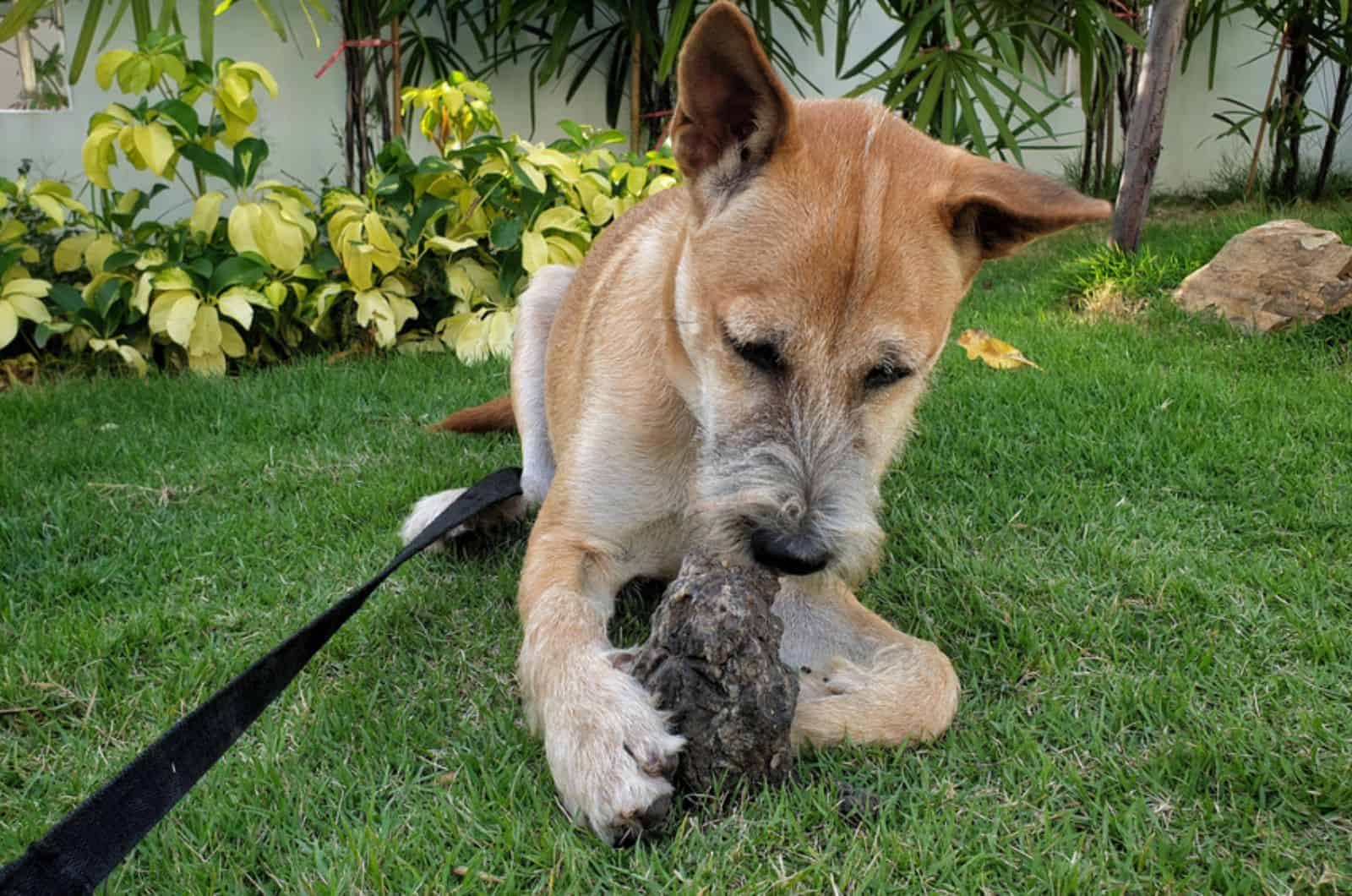dog eats rock in the garden