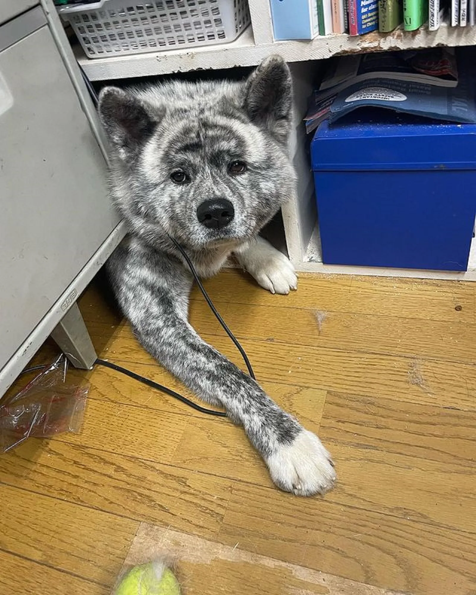 dog hiding under shelves in the office