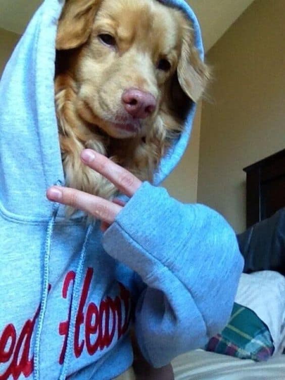 dog in a hoodie posing 