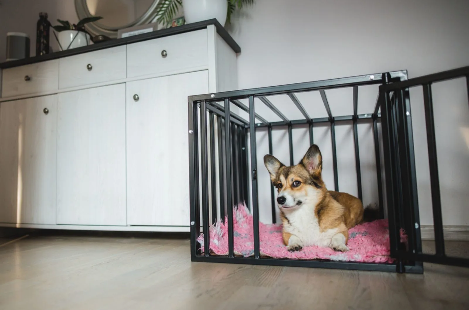 dog in an open crate indoors