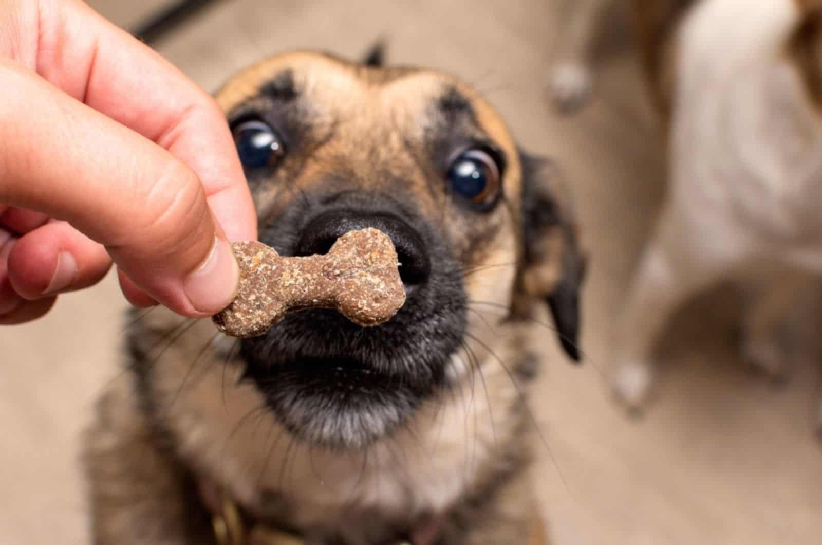 dog is waiting for a tasty treat from his owner