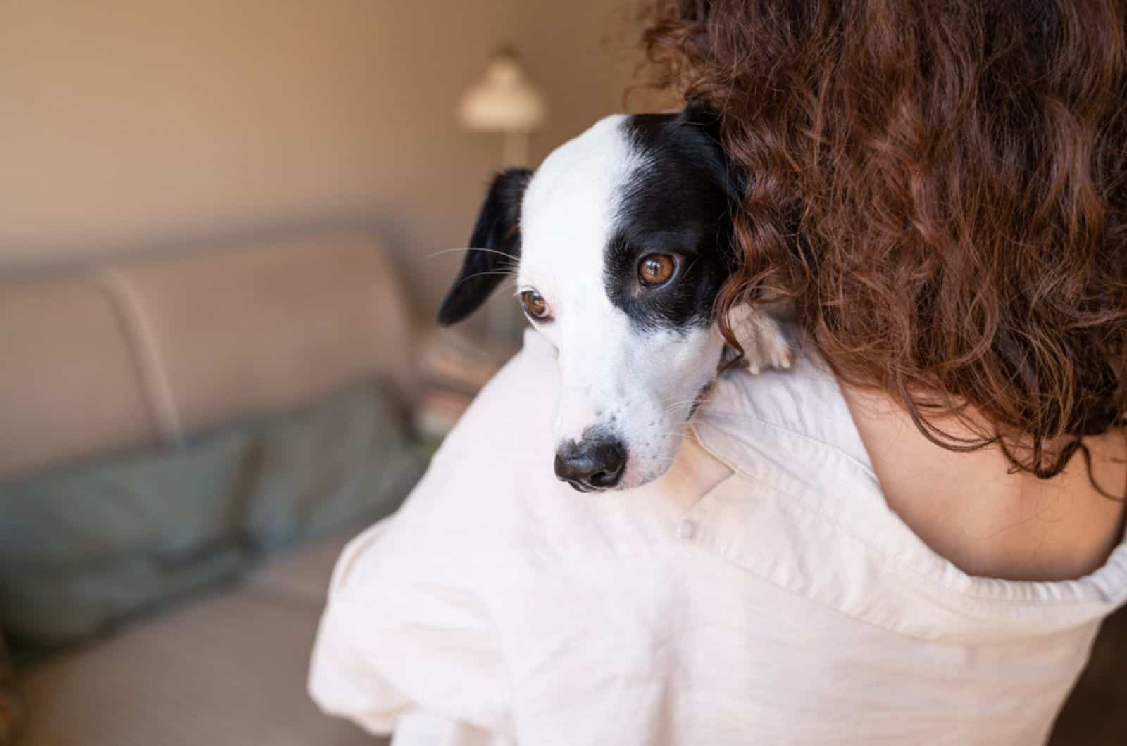 dog leaning his head on woman's shoulder indoors
