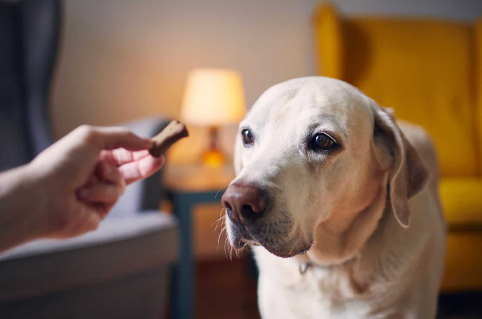 dog looking at treat in owner's hand