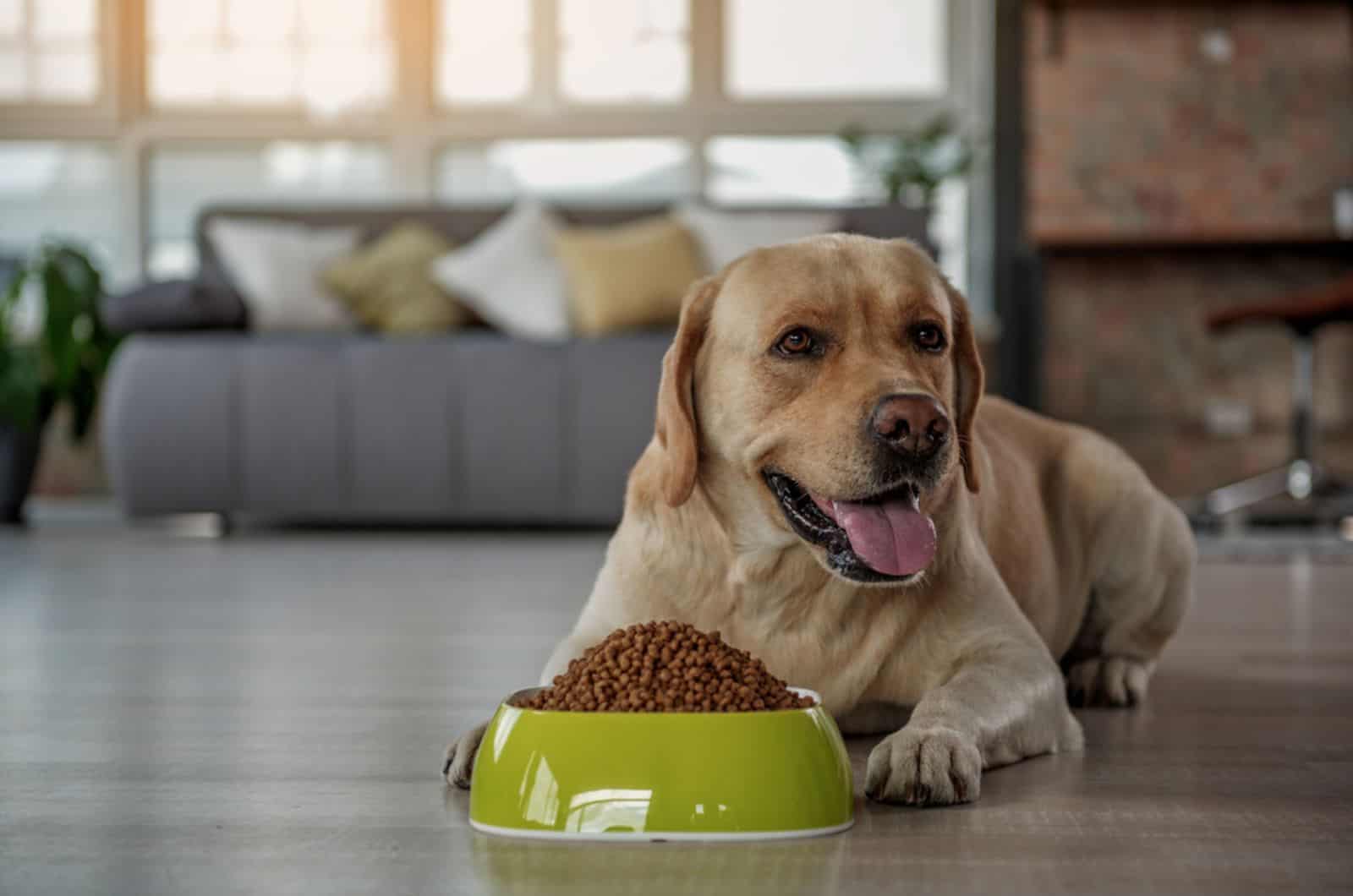 dog lying beside a bowl with dry food in house
