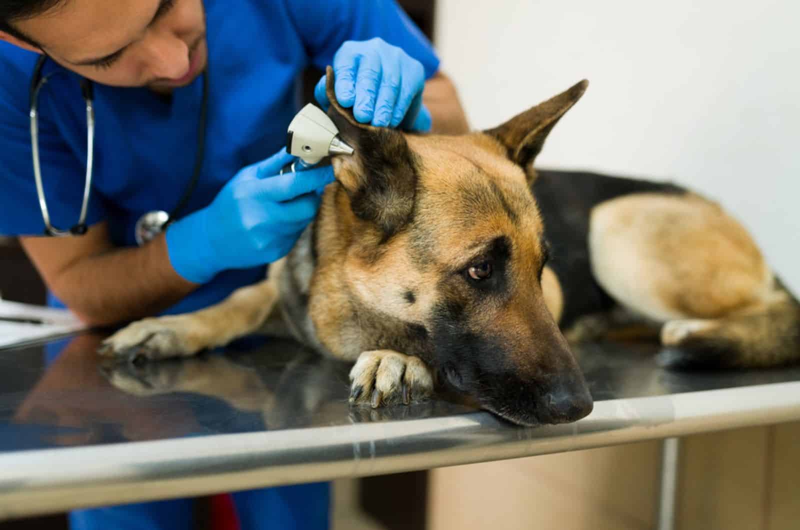 dog lying on the exam table at the vet's 