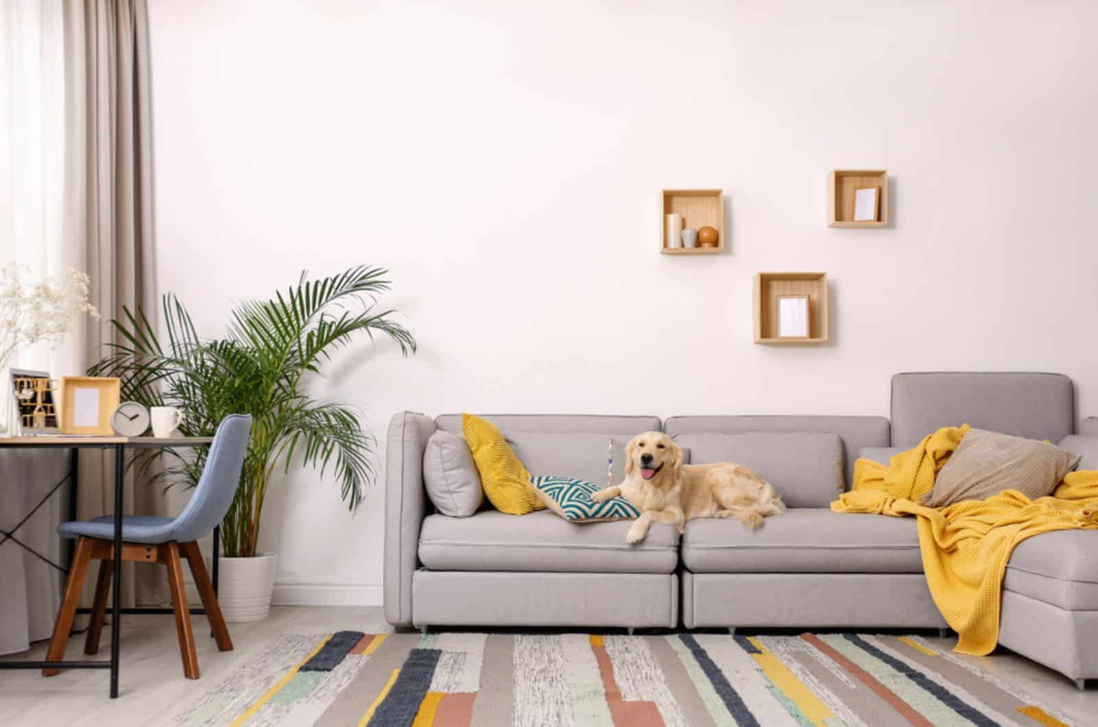 dog lying on the sofa near the areca palm plant