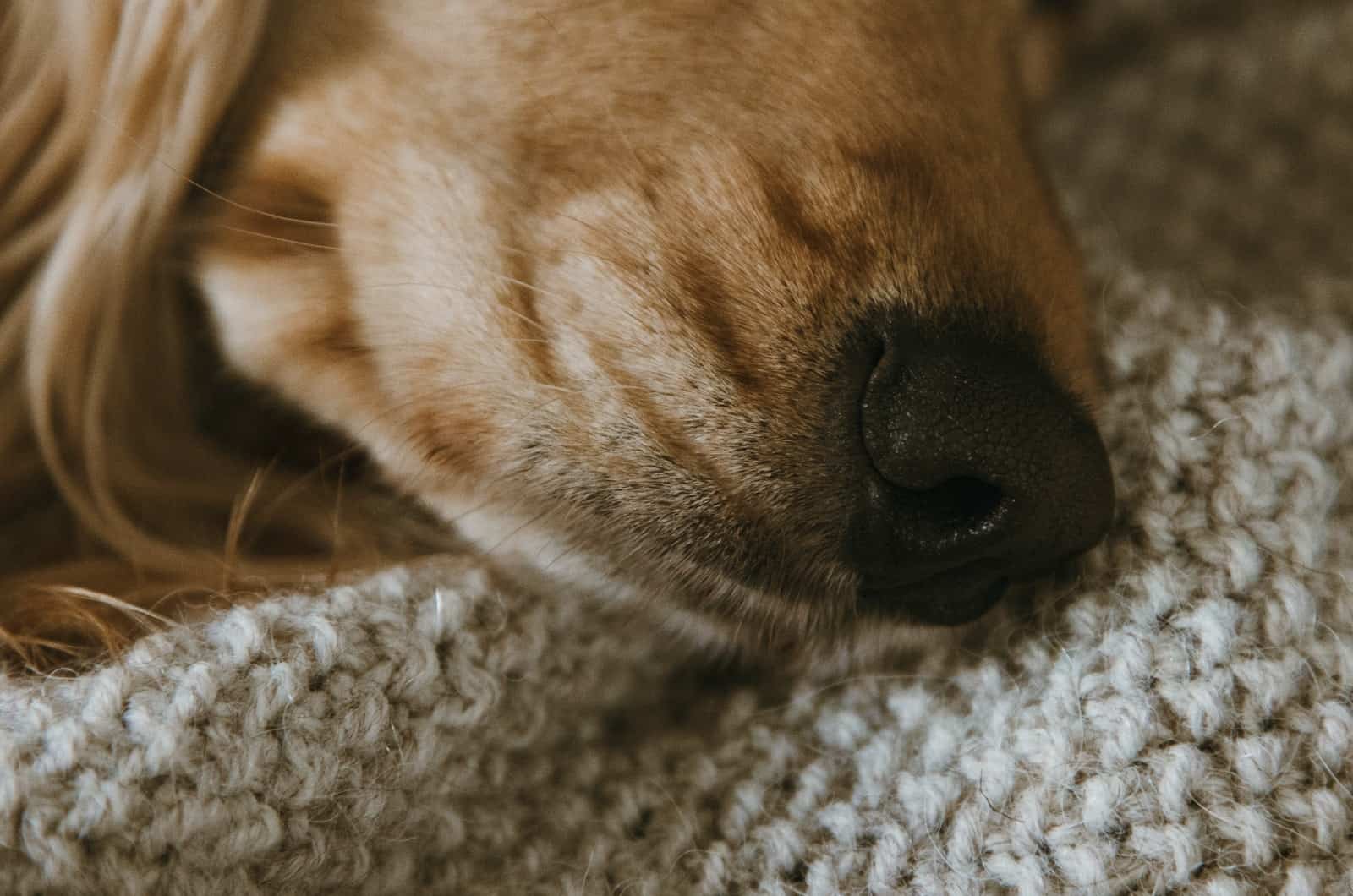 dog nose close-up