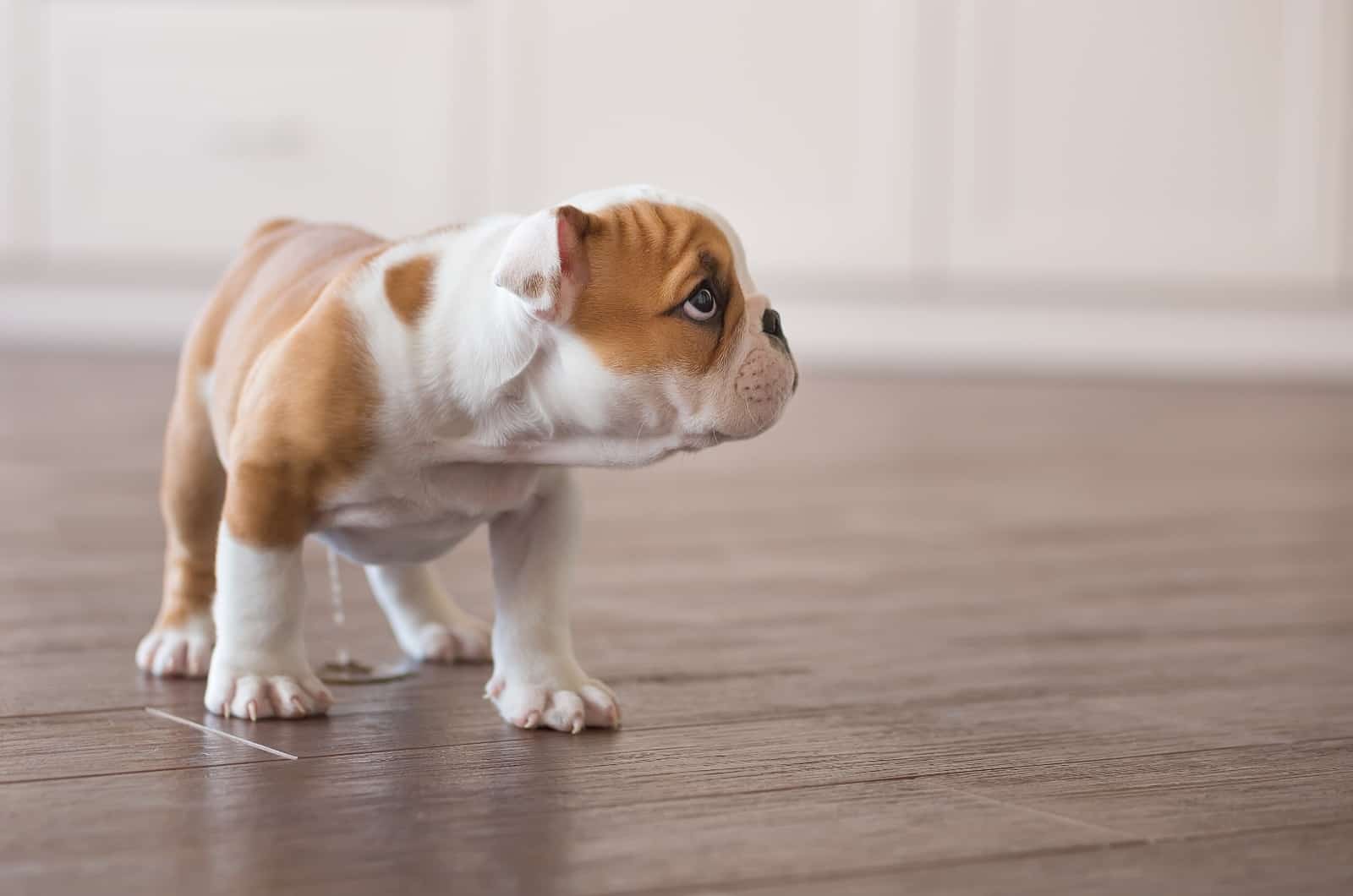 dog peeing on floor