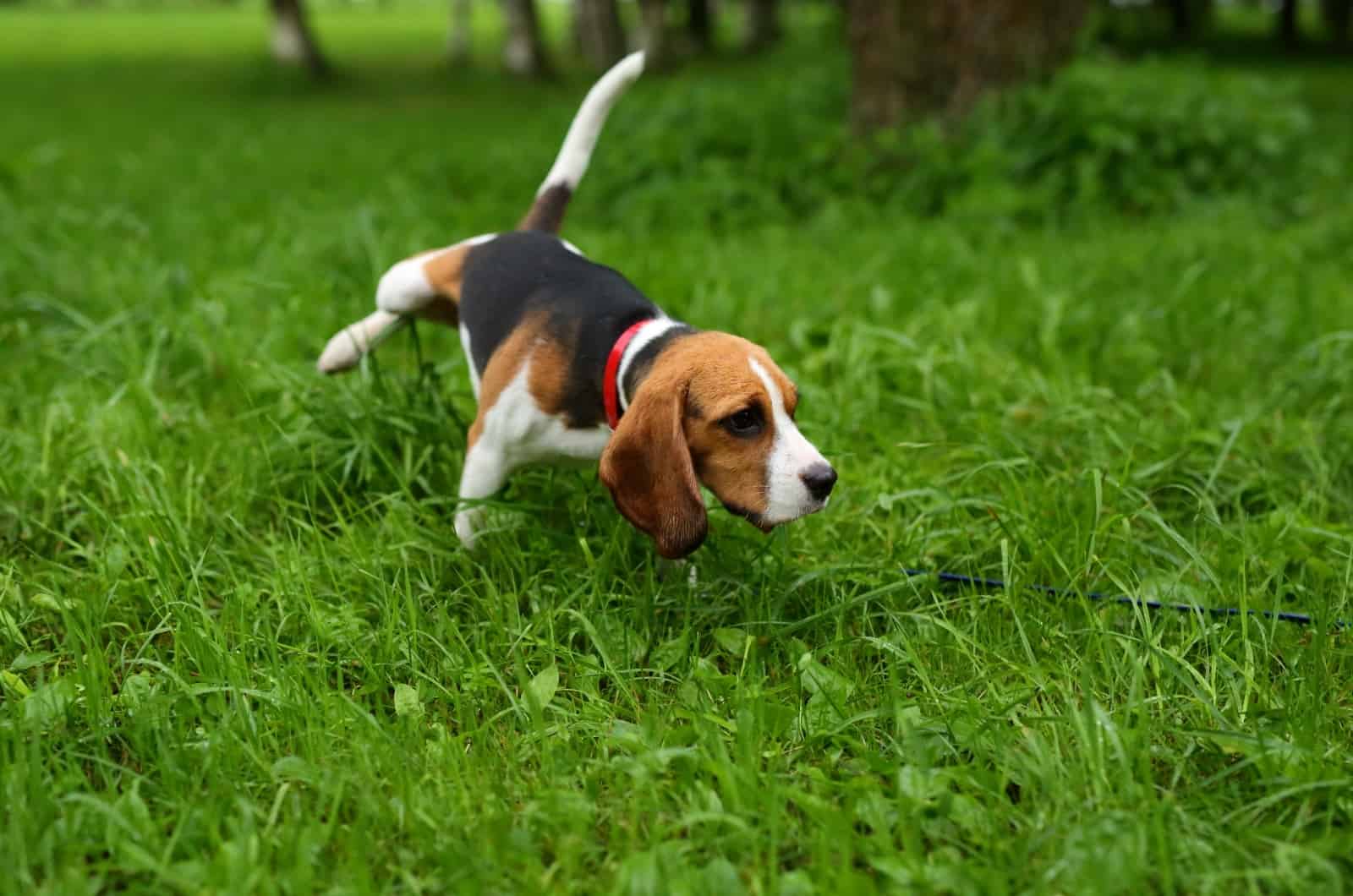 dog peeing on grass