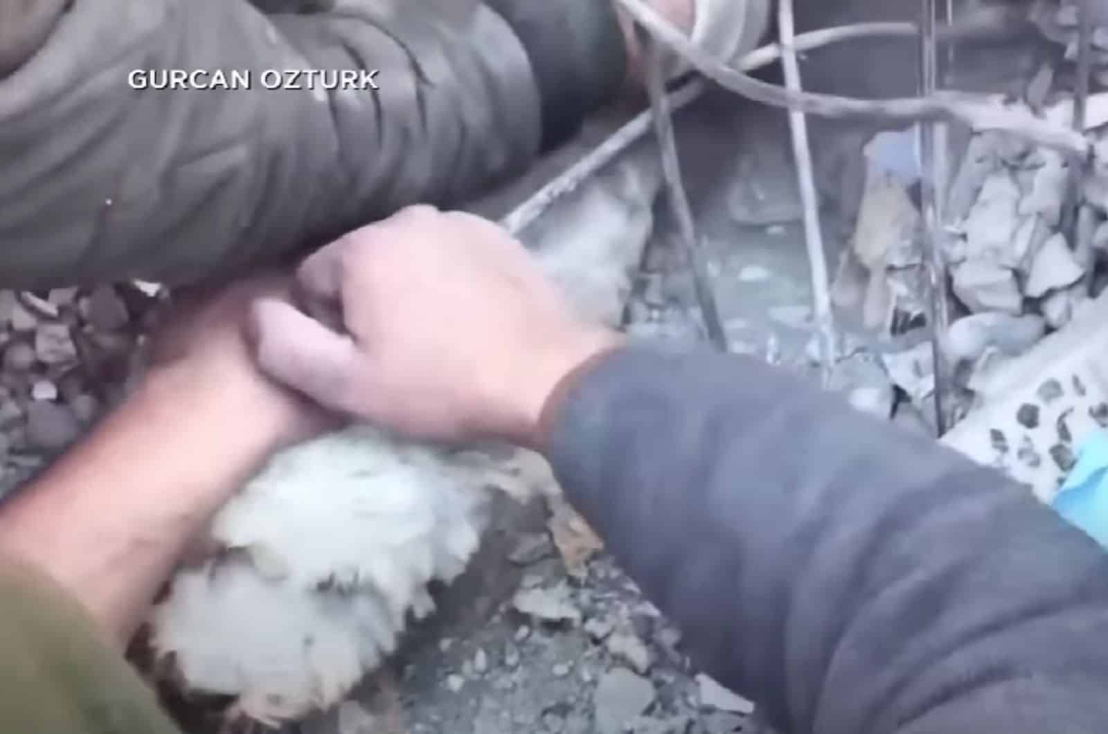 dog rescued from earthquake casualties
