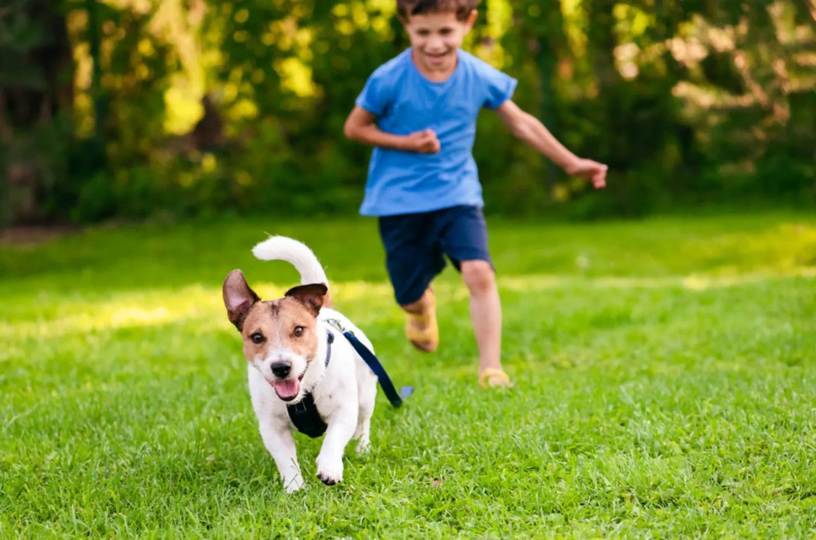 dog running away from a boy in the garden