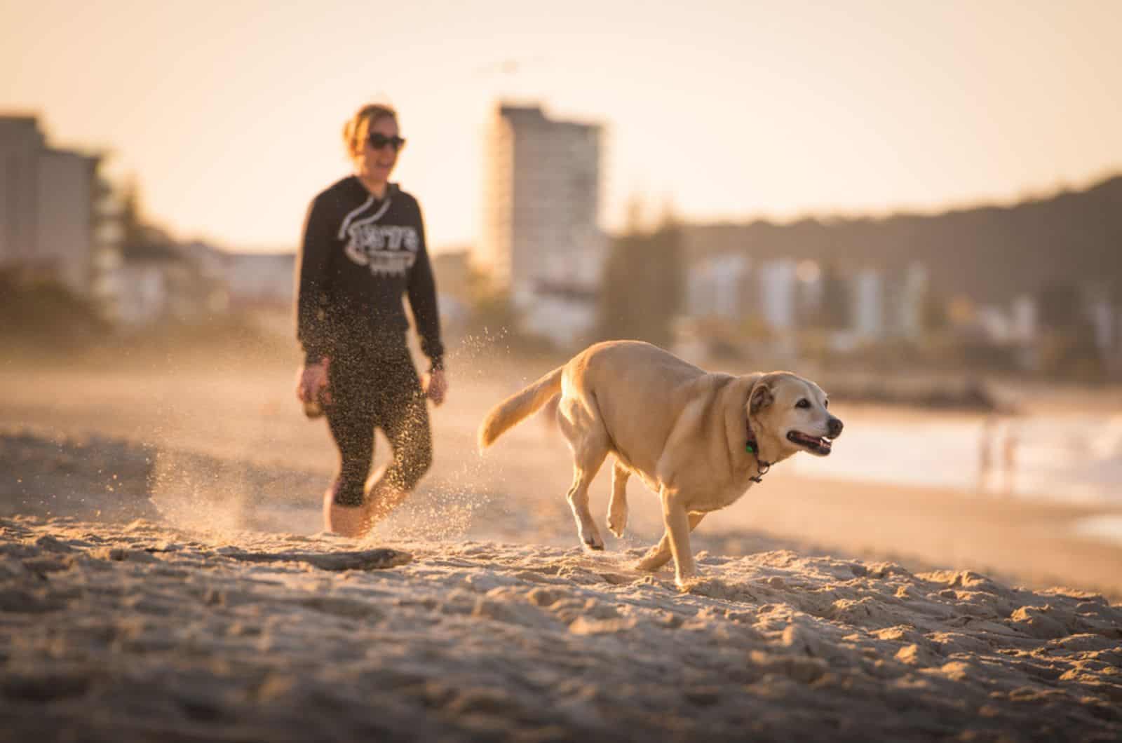 dog running on the beach with owner