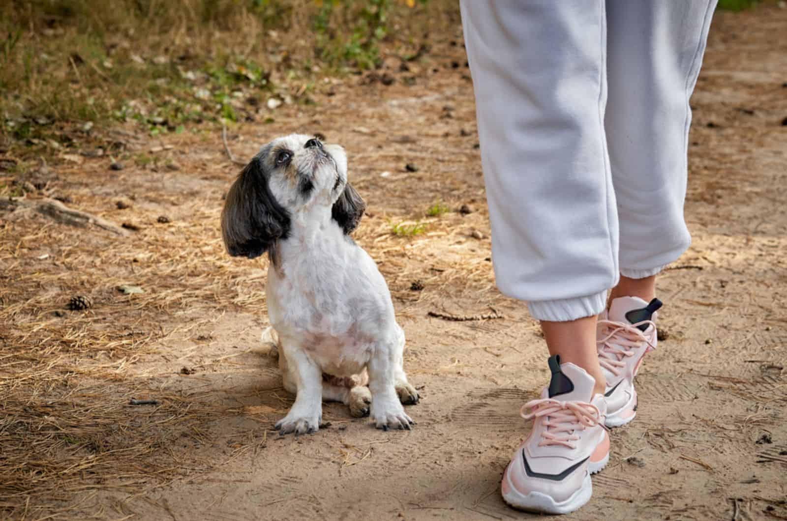 dog shih tzu sitting on the ground and looking at his owner