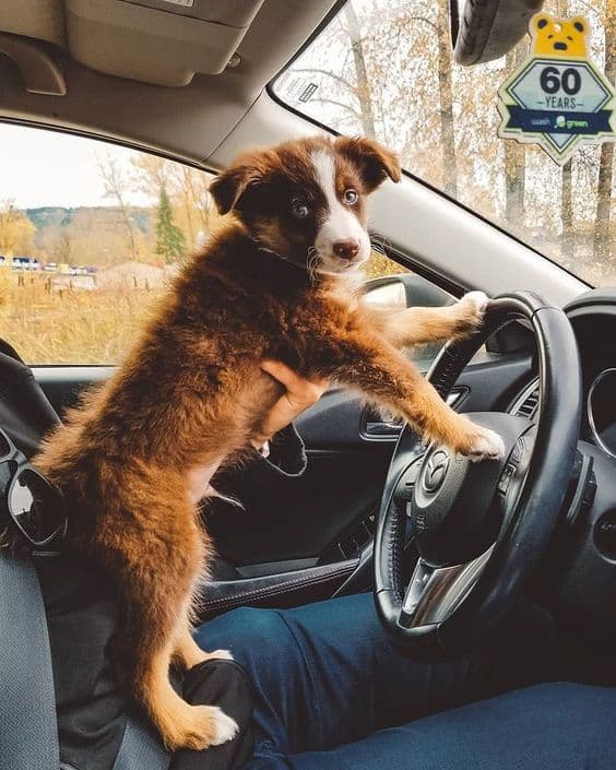 dog sitting in owner's lap in the car