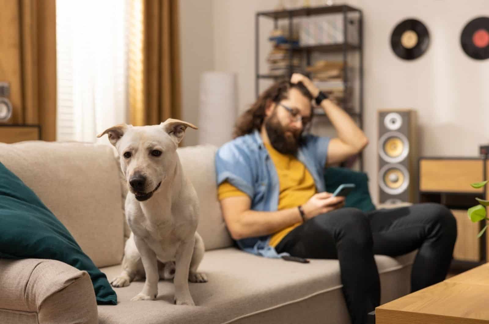 dog sitting on the couch beside his owner