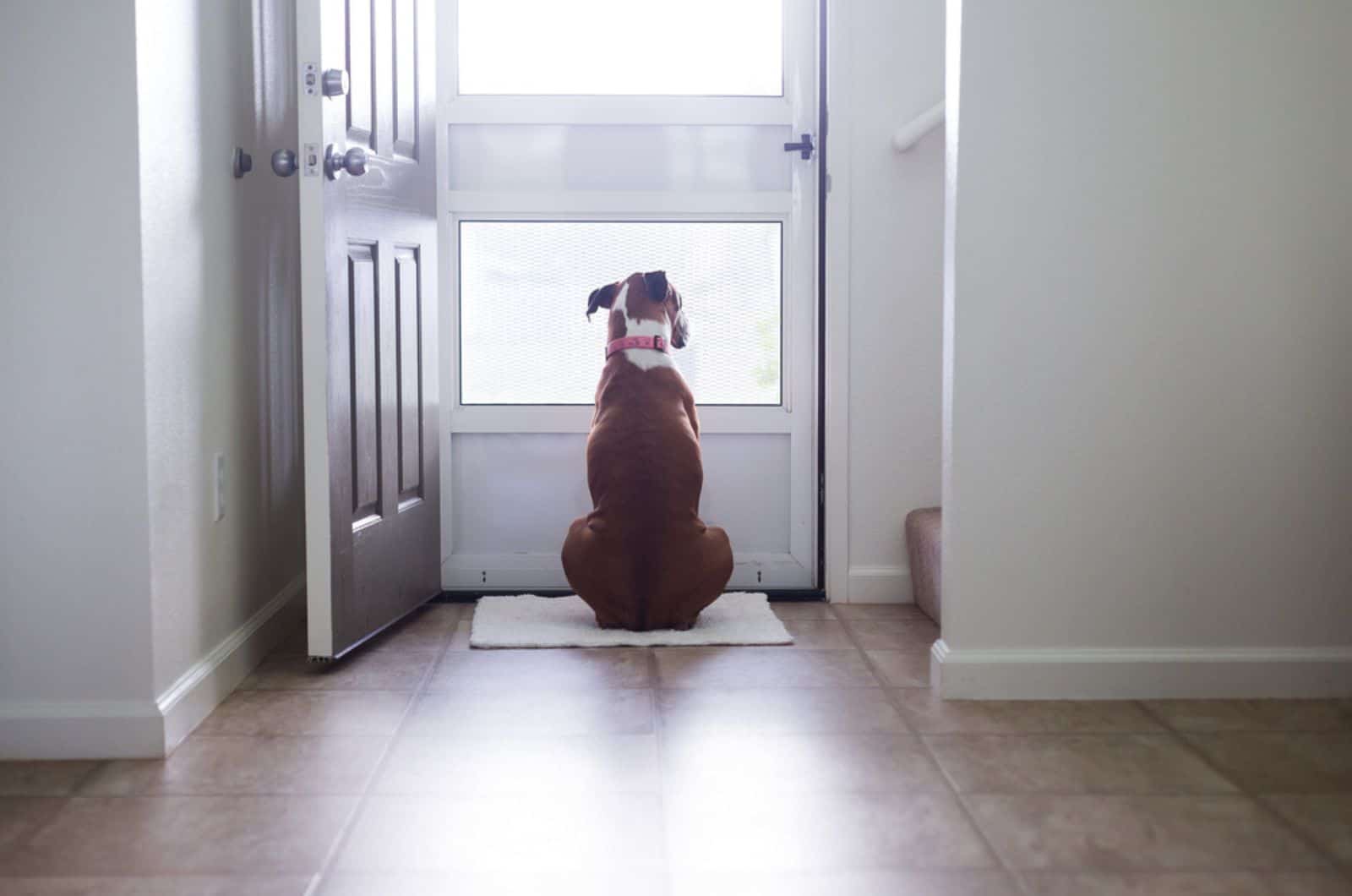 dog sitting on the floor and looking trough screen door