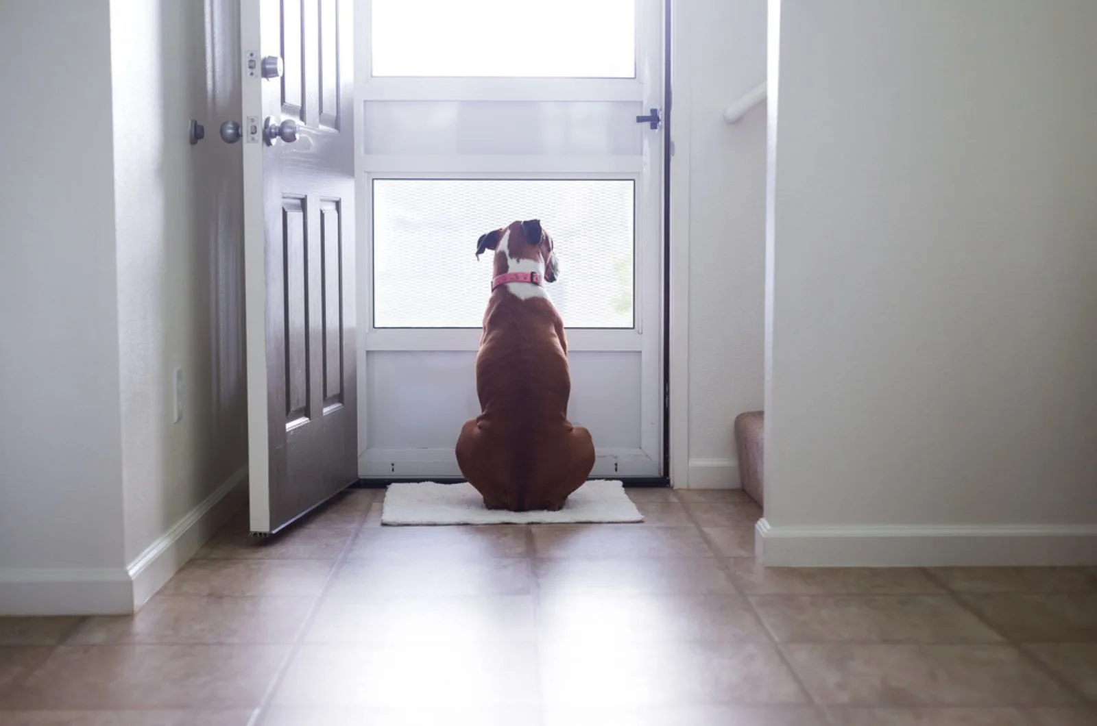 dog sitting on the floor and looking trough screen door