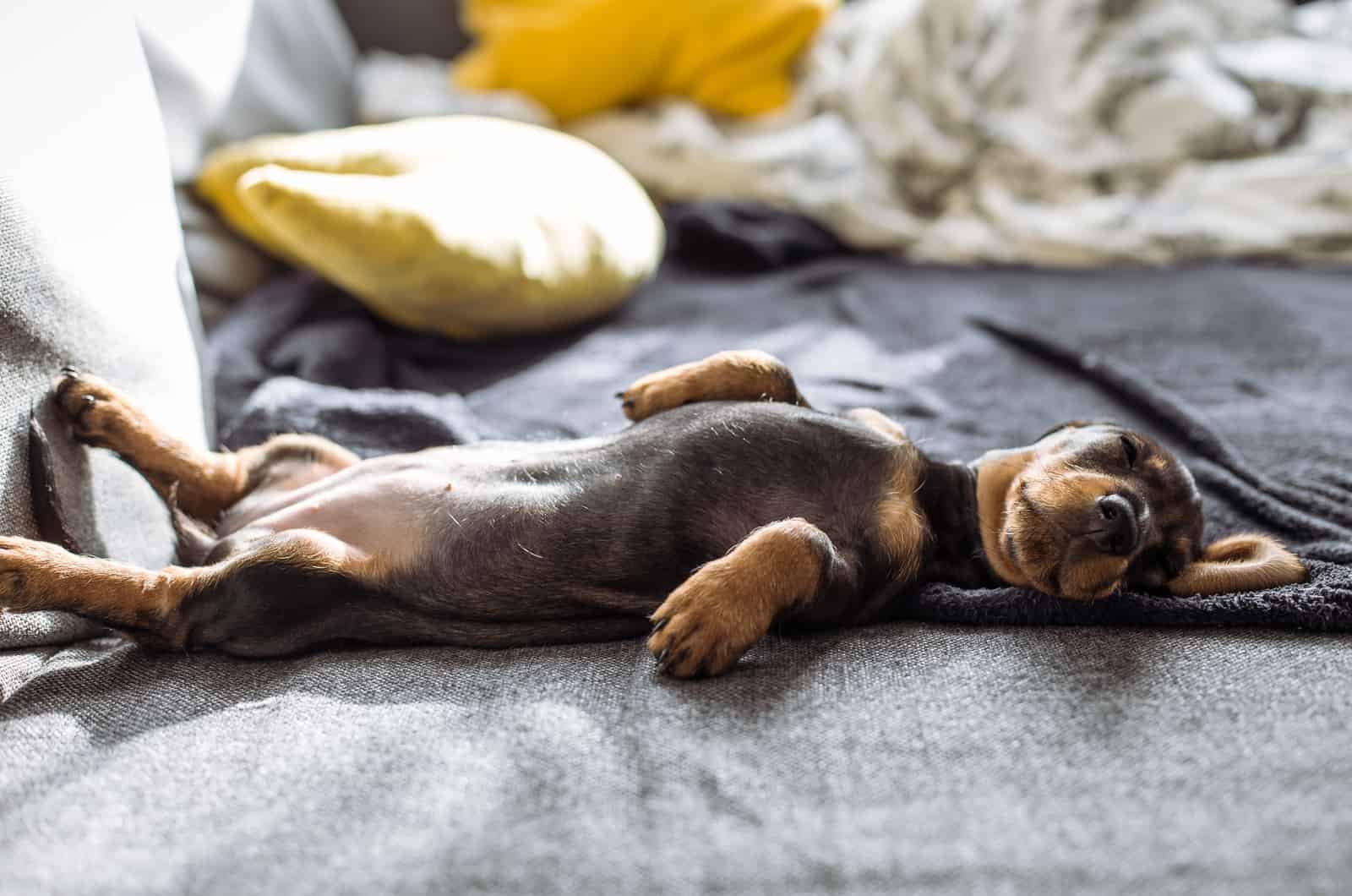 dog sleeping on back