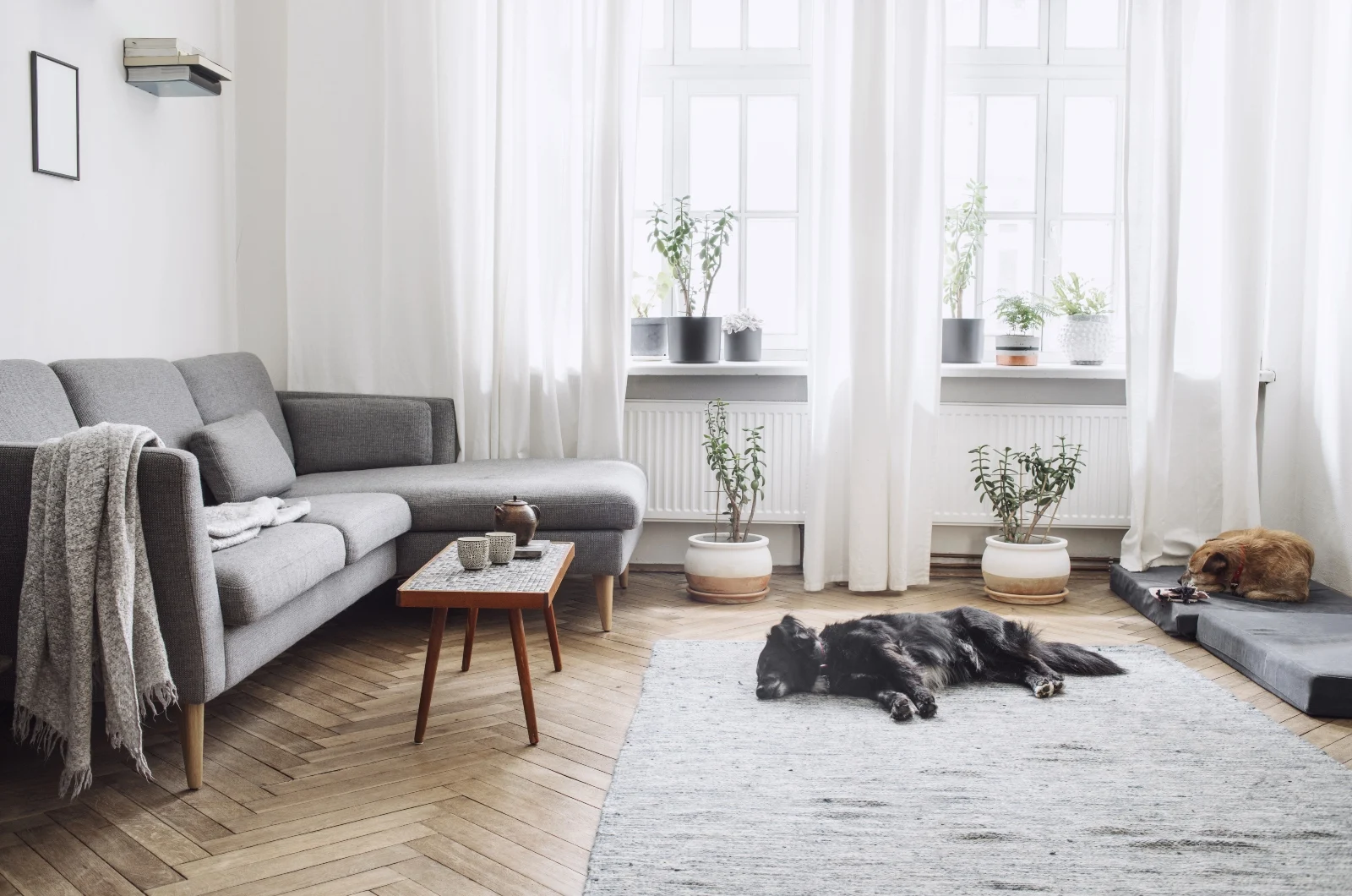 dog sleeping on living room floor
