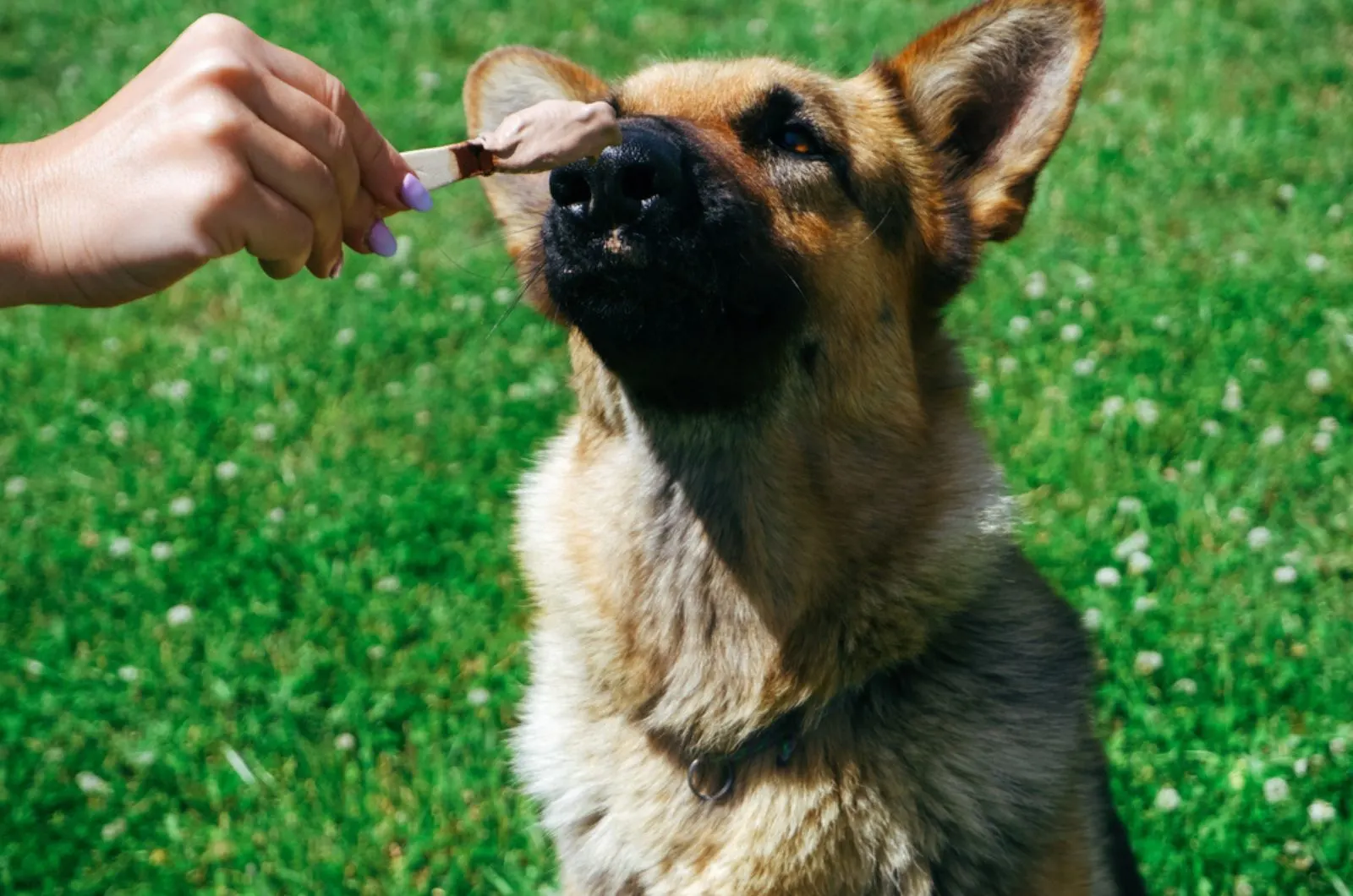 dog sniffing ice cream from owner's hand