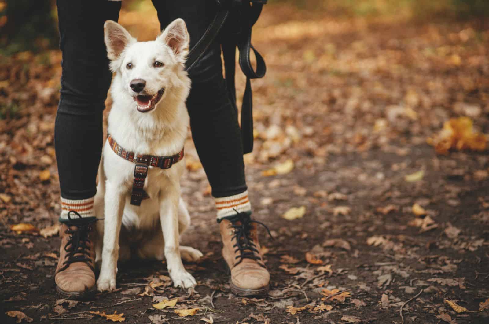 dog standing between owner's legs in the park