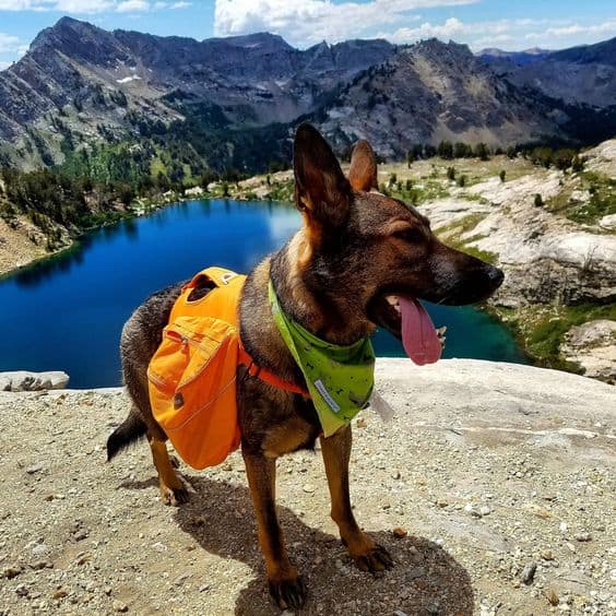 dog standing on a rock while resting from hiking
