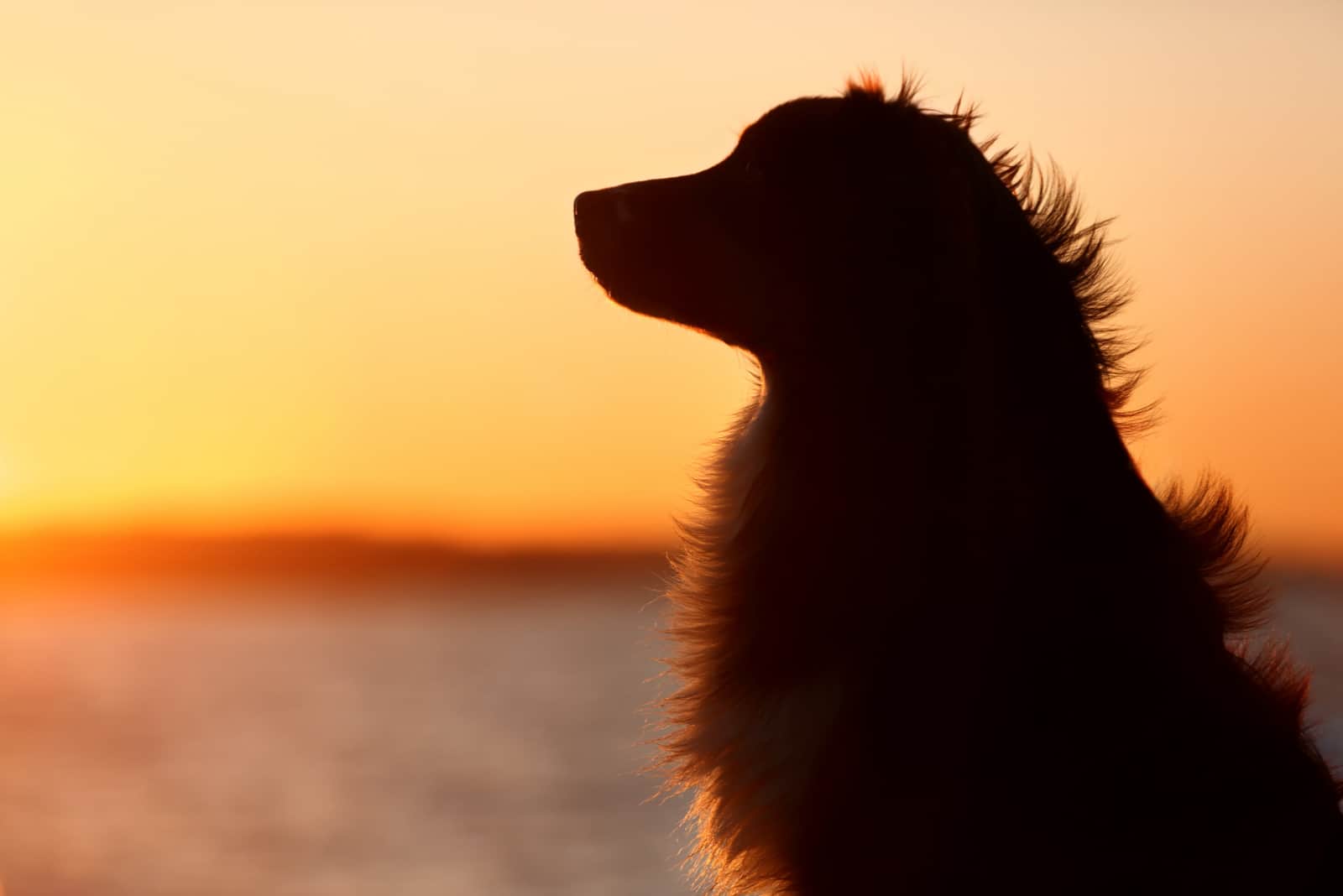 dog standing outside looking into sunset