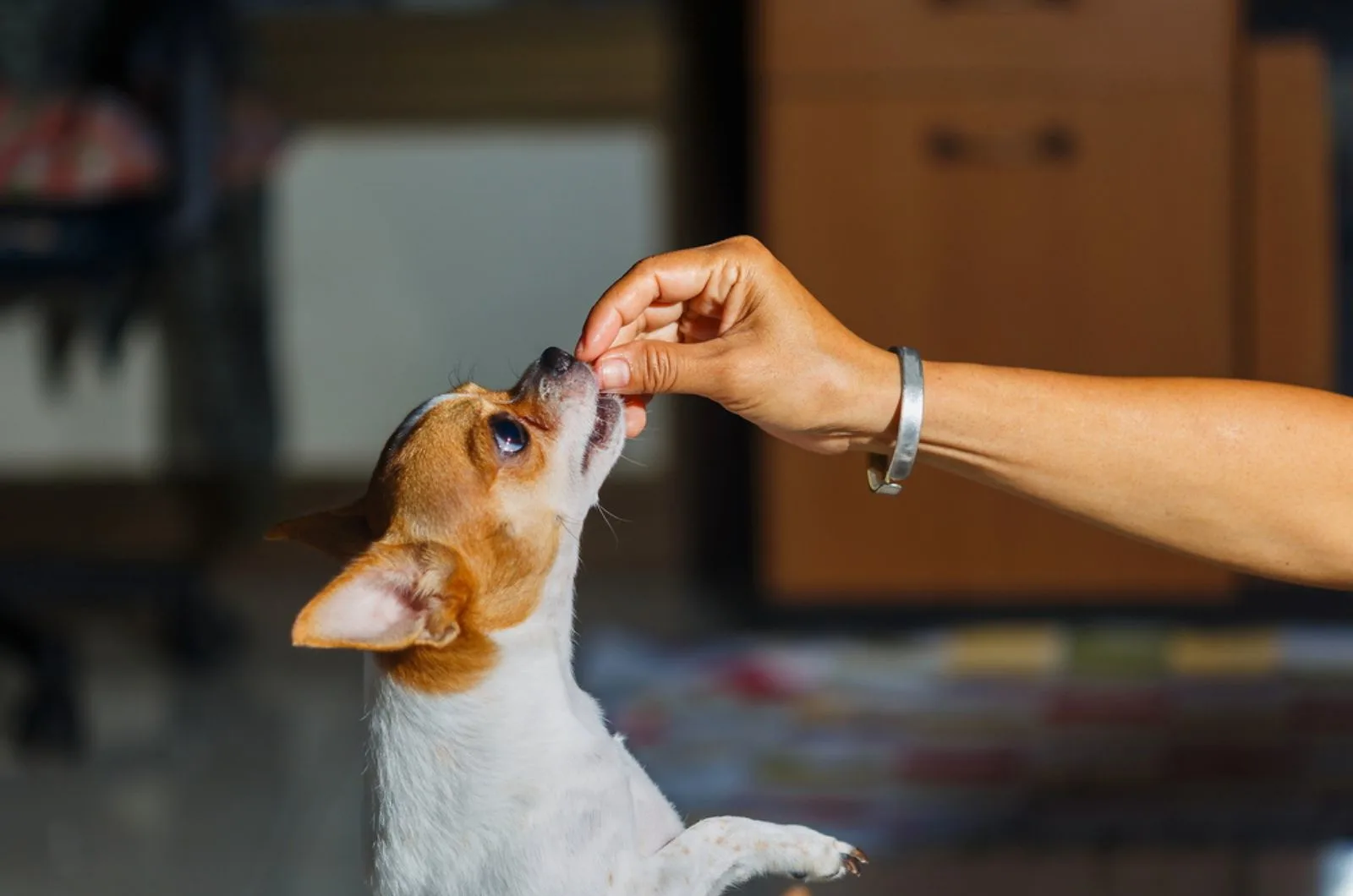 dog taking a treat from owner's hand