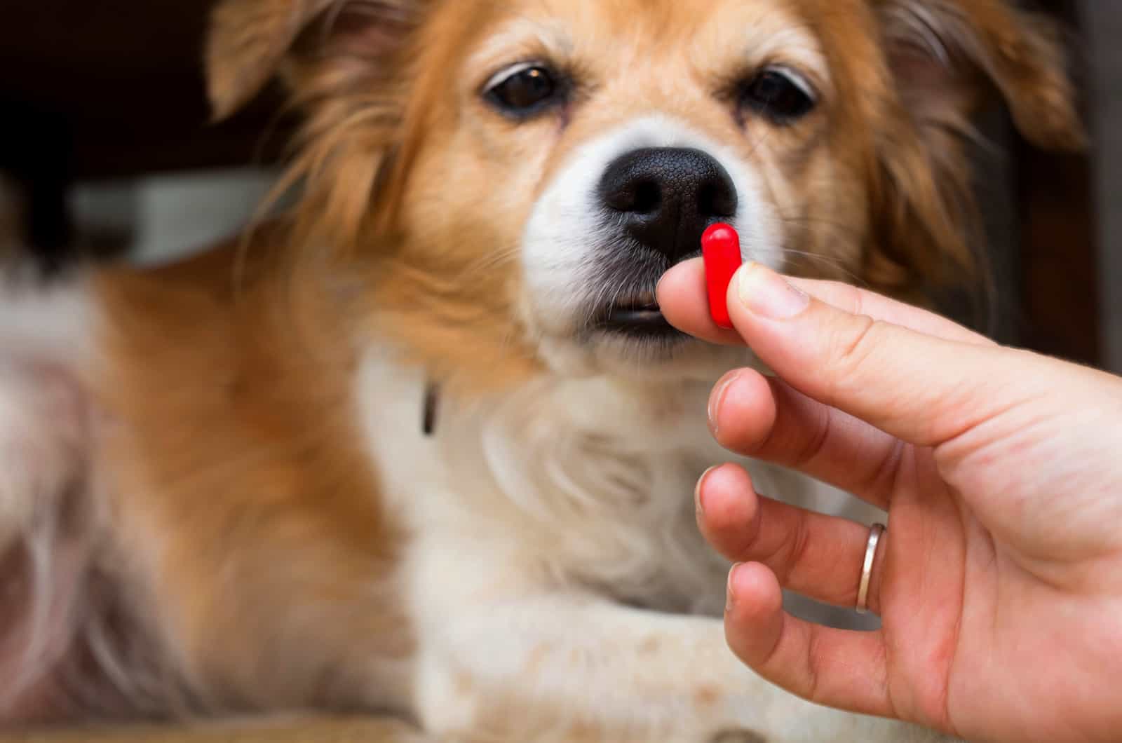 dog taking medication