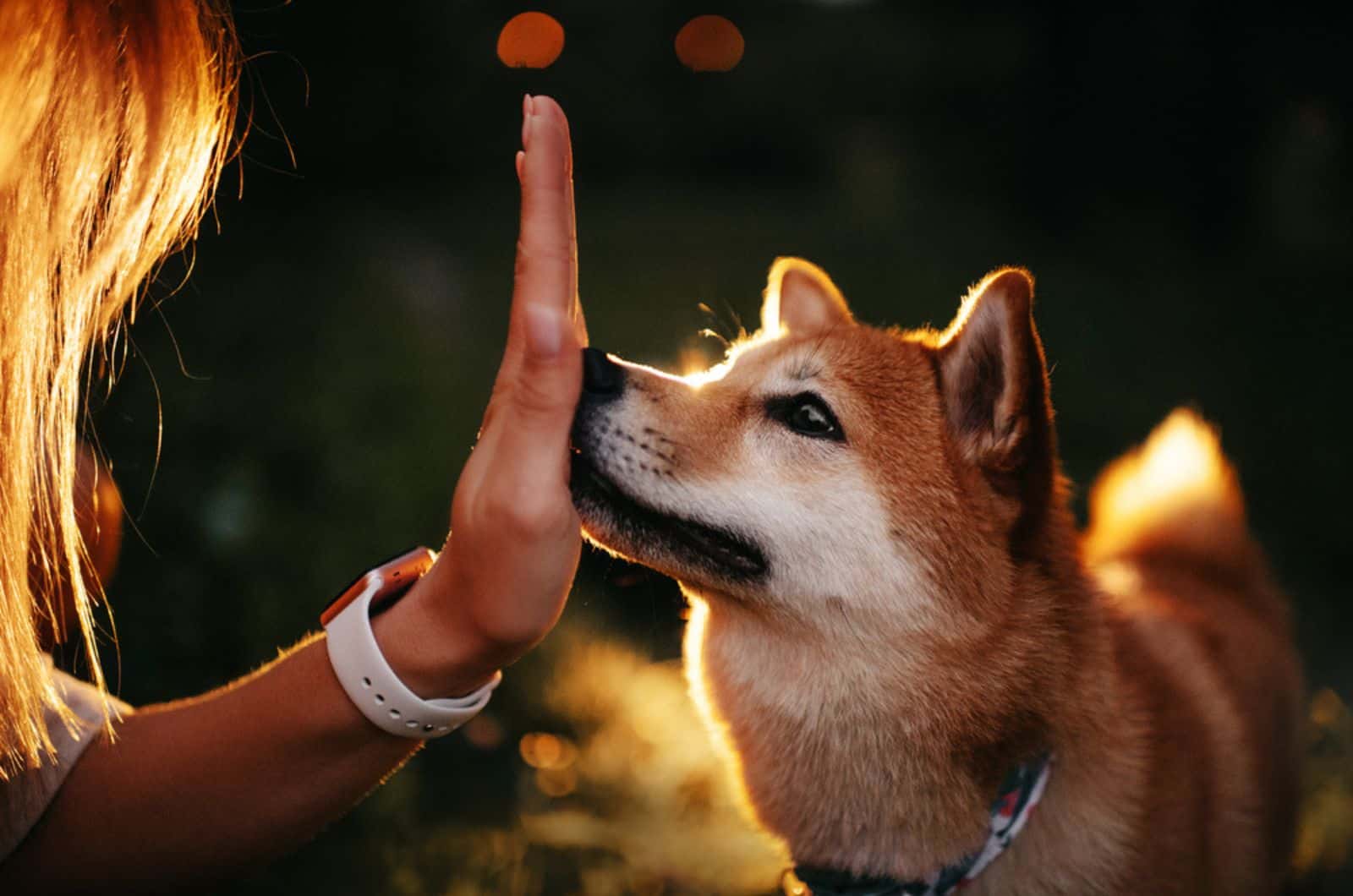 dog touching his owner's palm with his nose