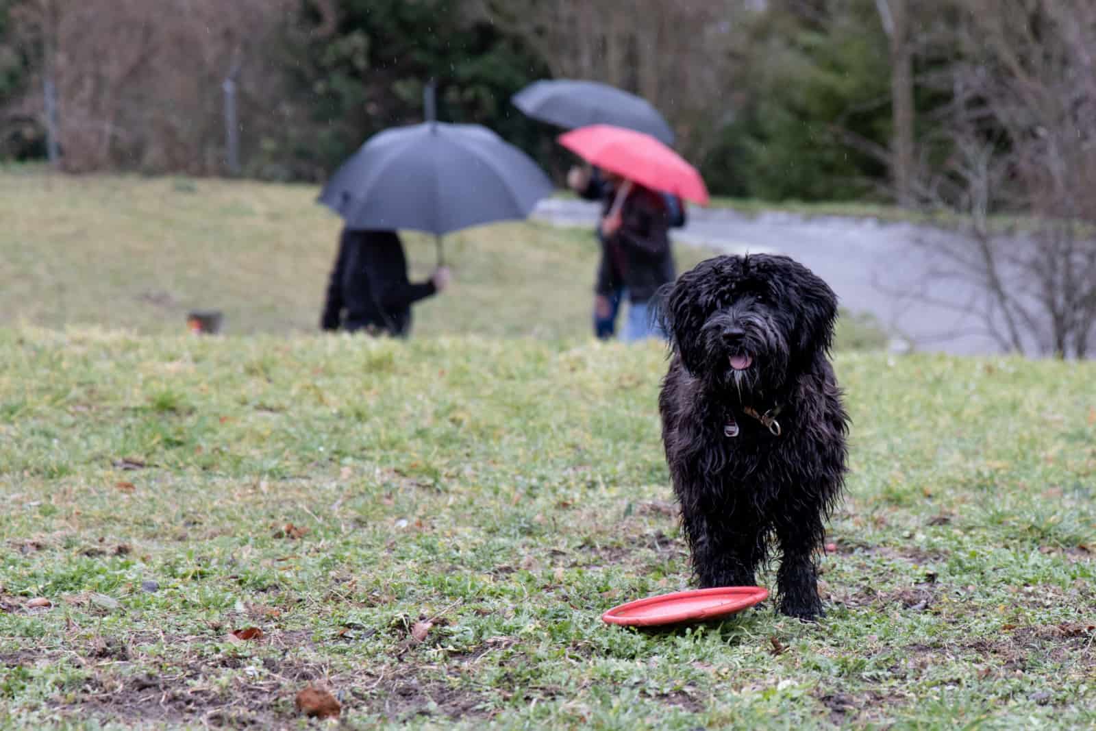 dog wants to play on a rainy day - black labradoodle waiting for the toy to be thrown again.